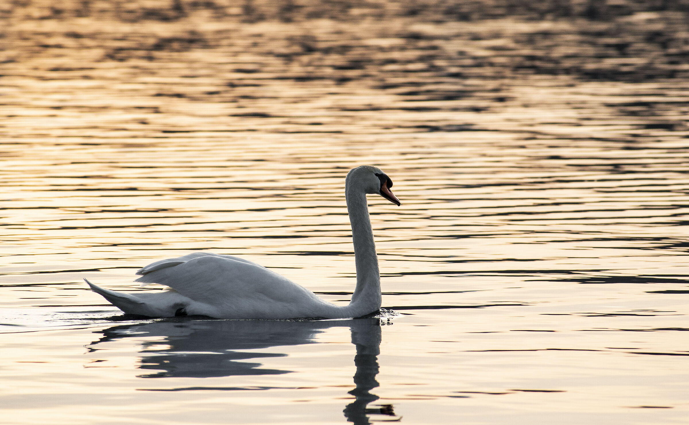 Swan at sunset at Lake Viverone