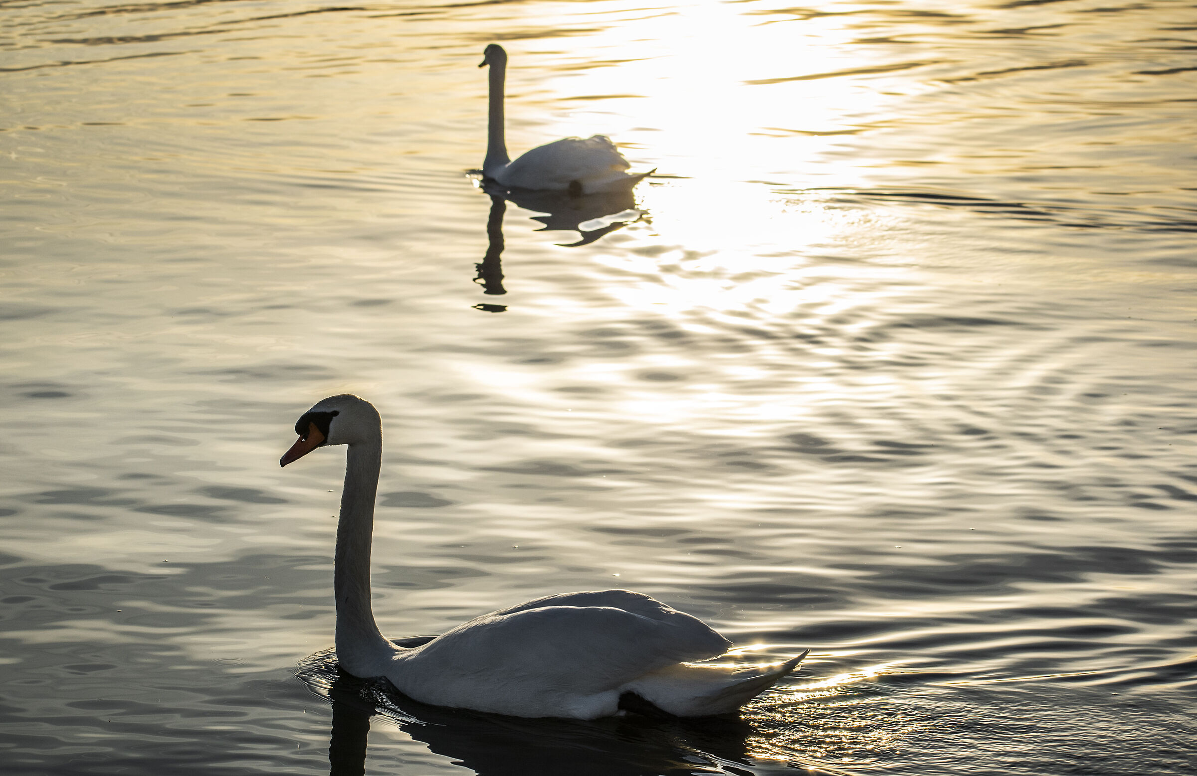Swans at sunset at Lake Viverone