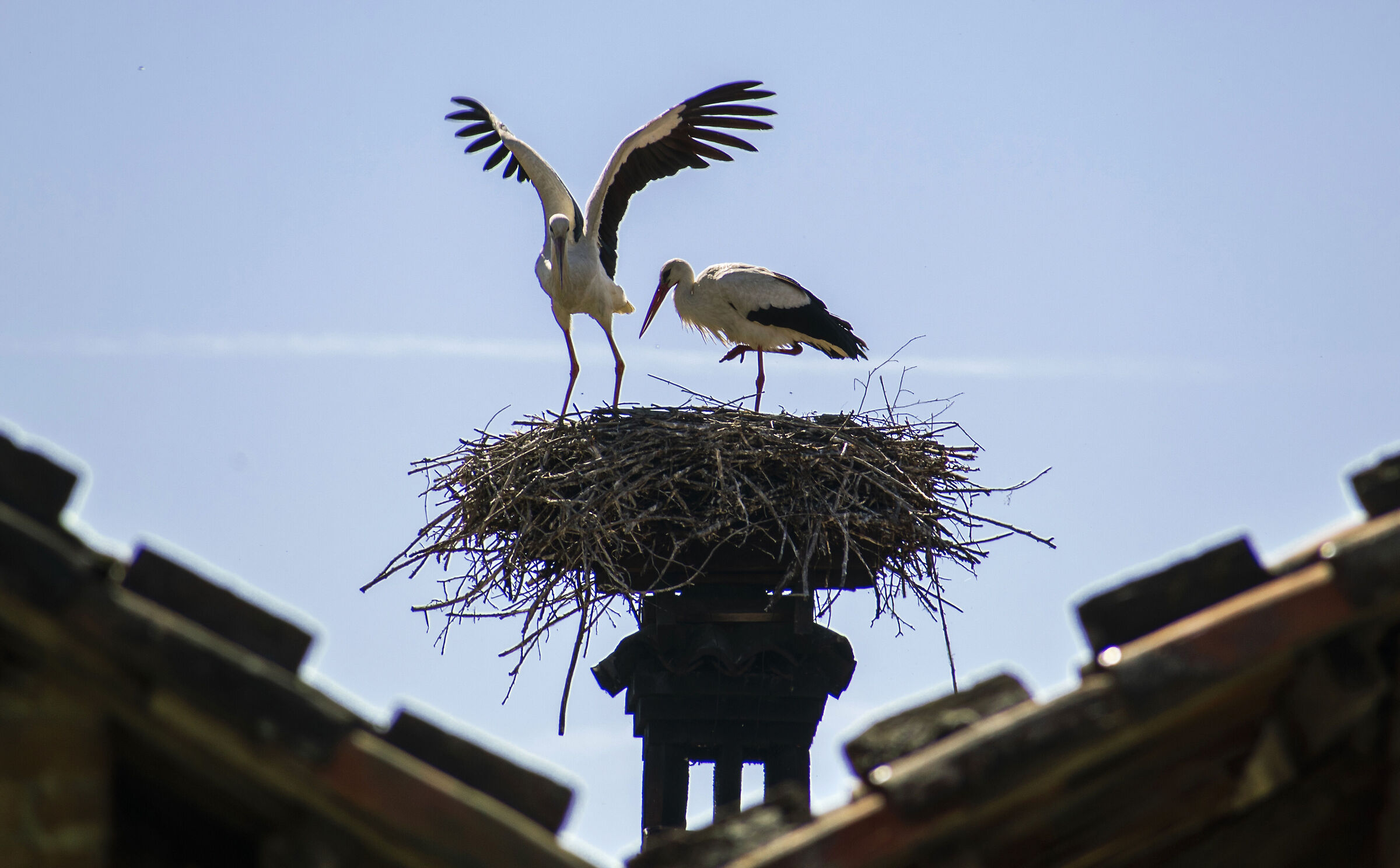 Cicgone on the nest