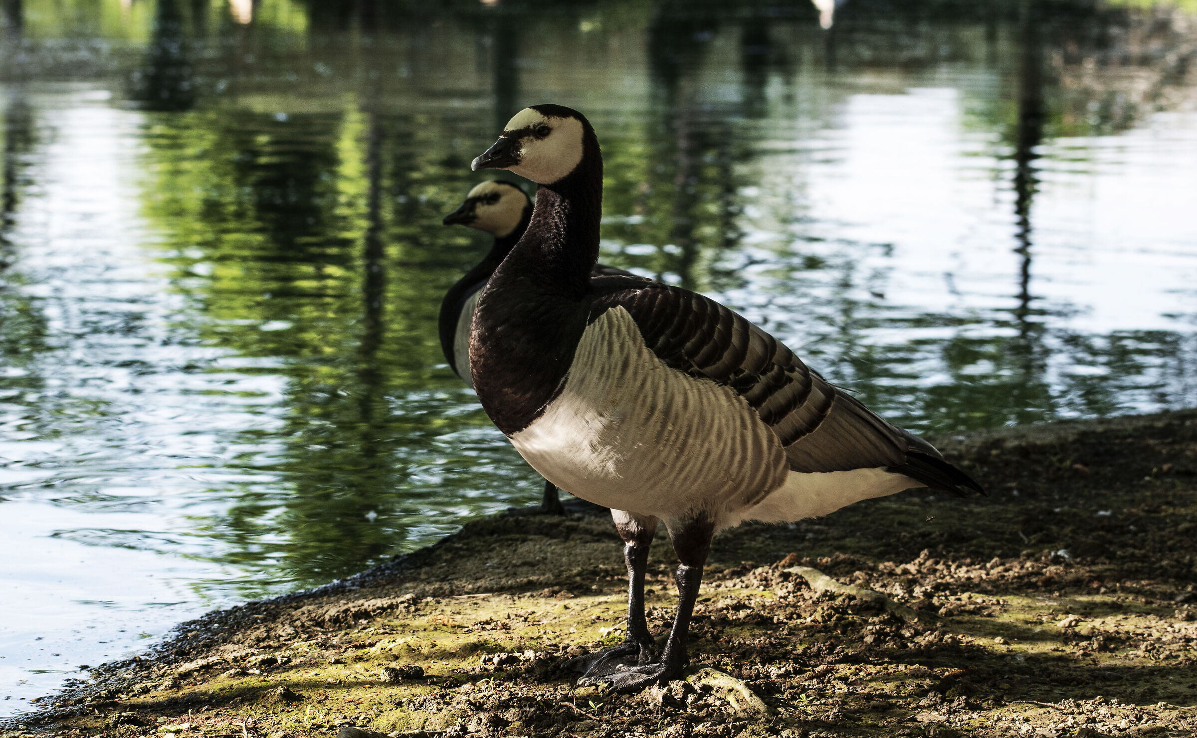 White-faced geese