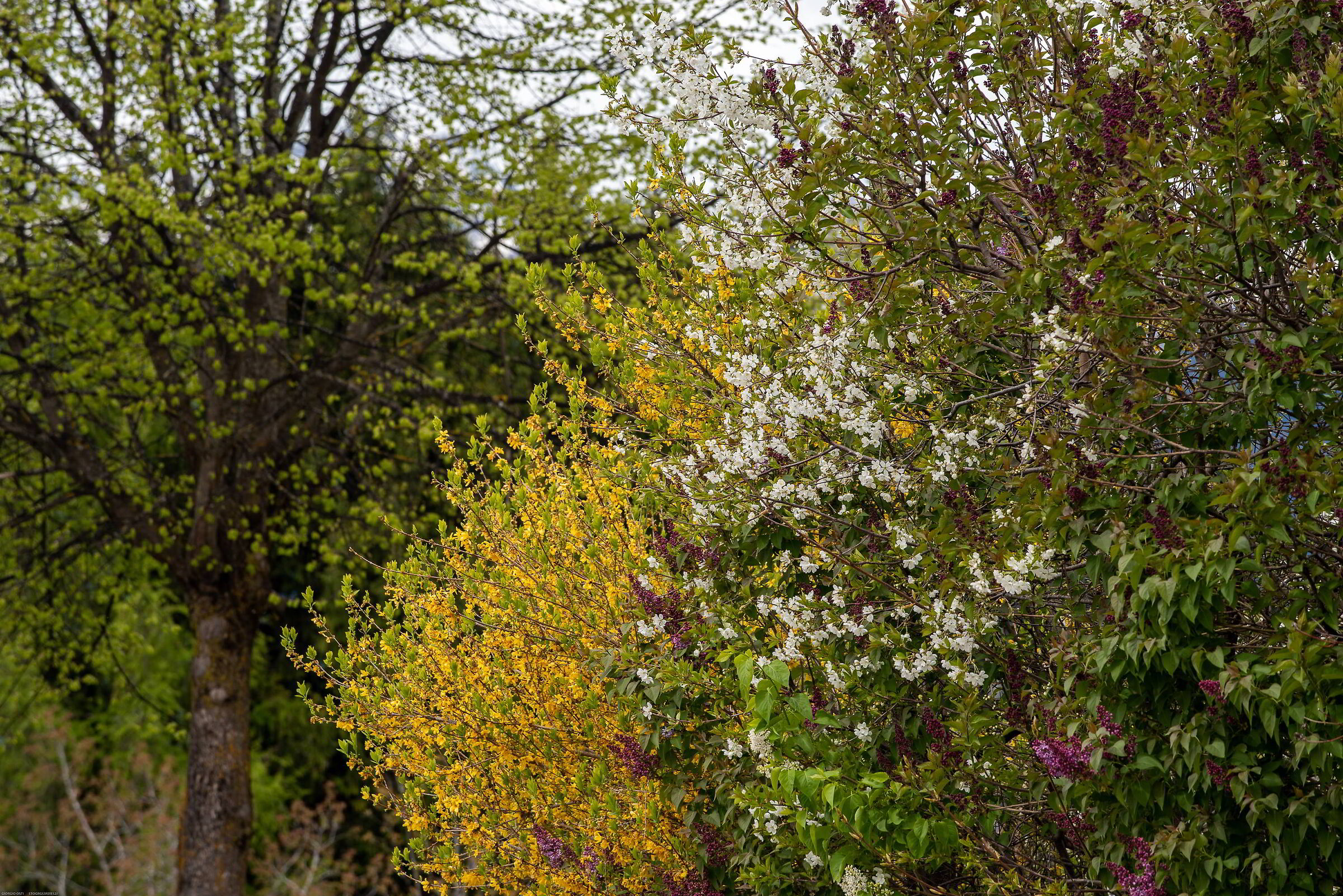 Predaia (Tn) 18.04.24