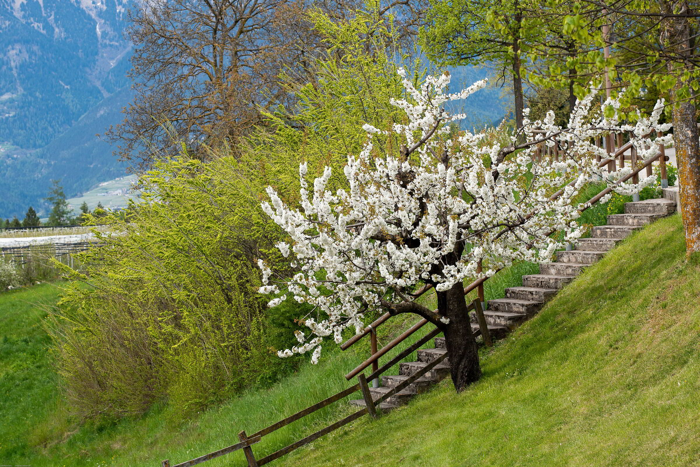 Predaia (Tn) 18.04.24