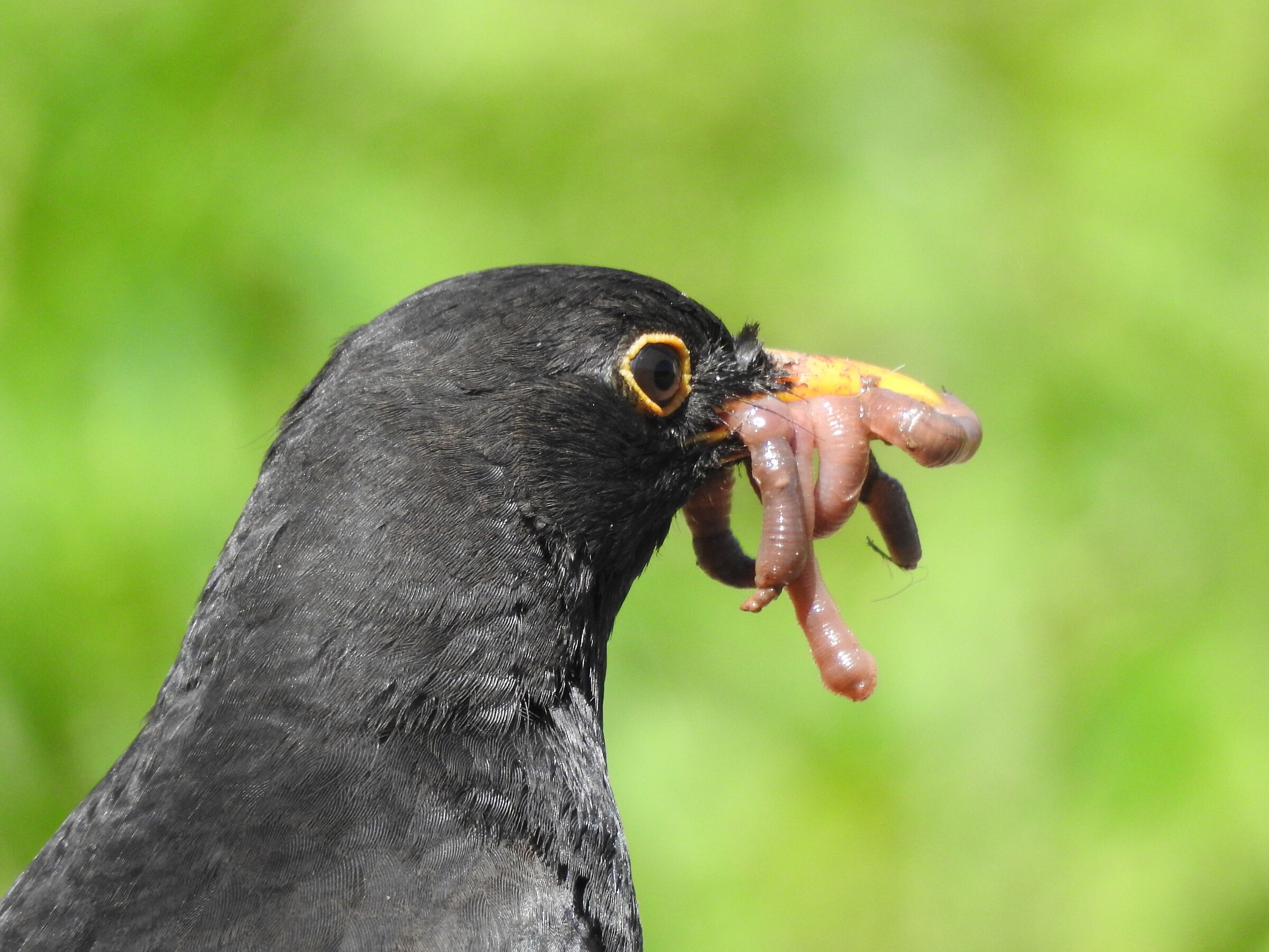 Blackbird with prey