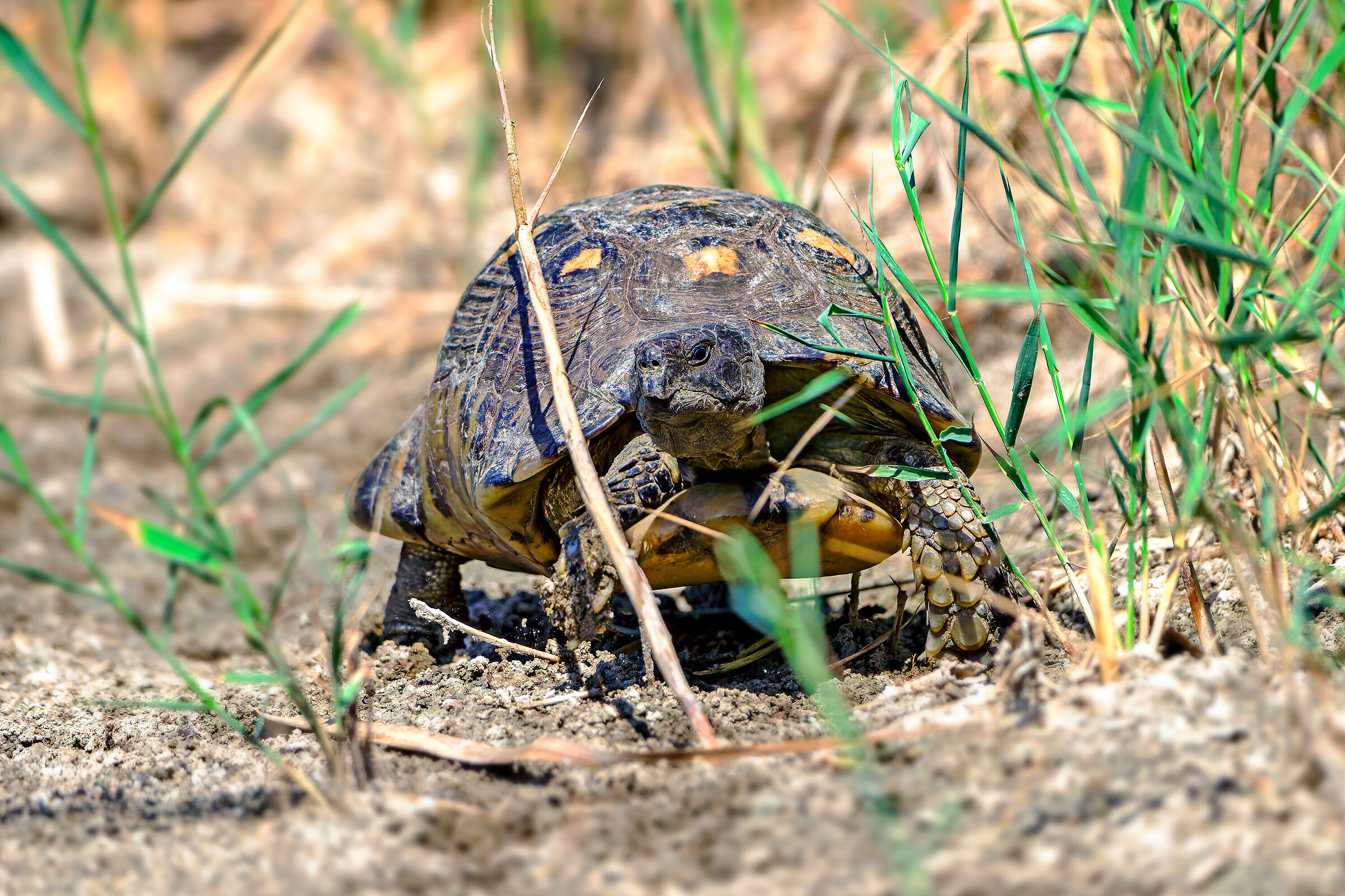 Common tortoise