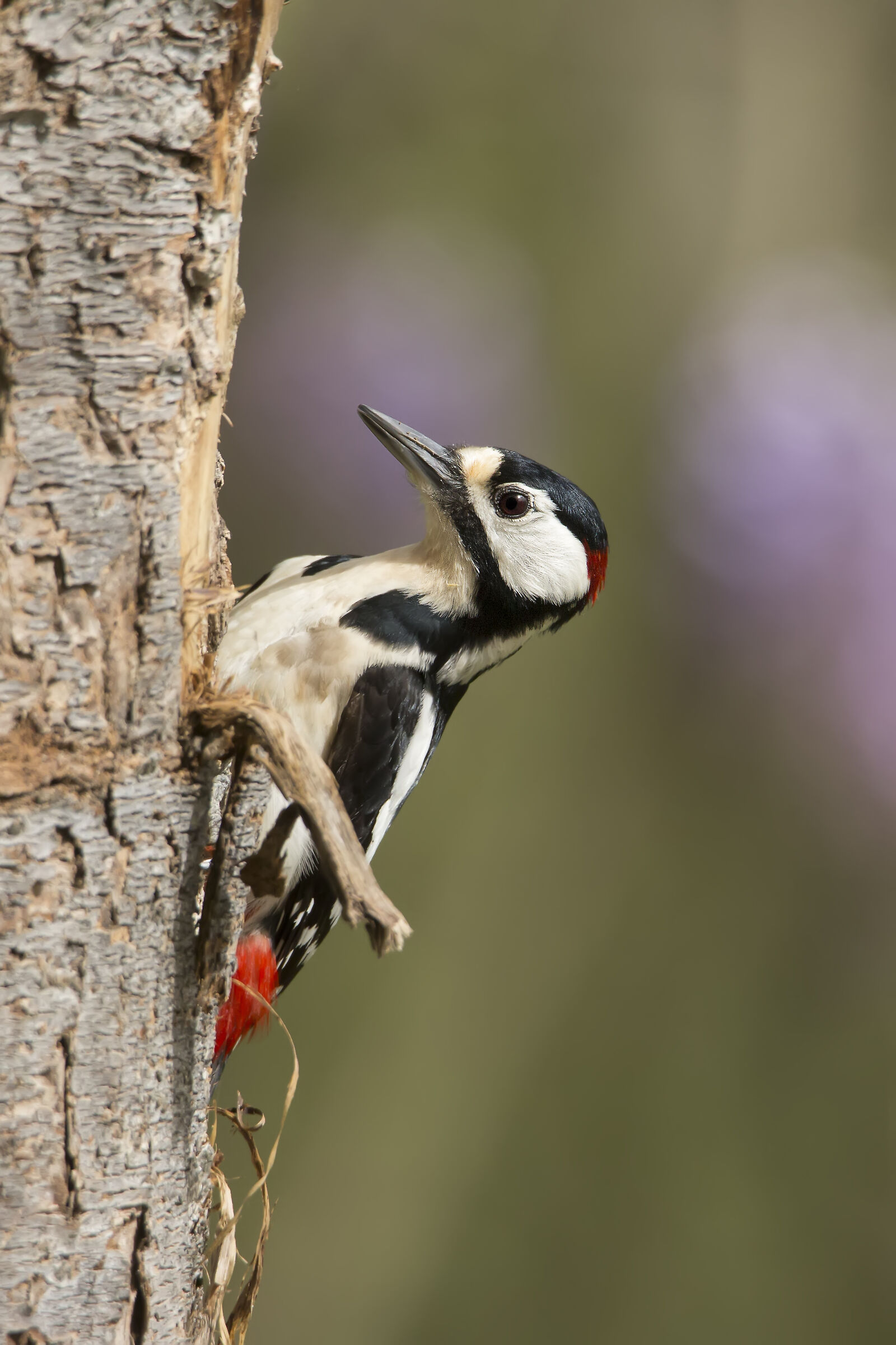 Picchio rosso e glicine