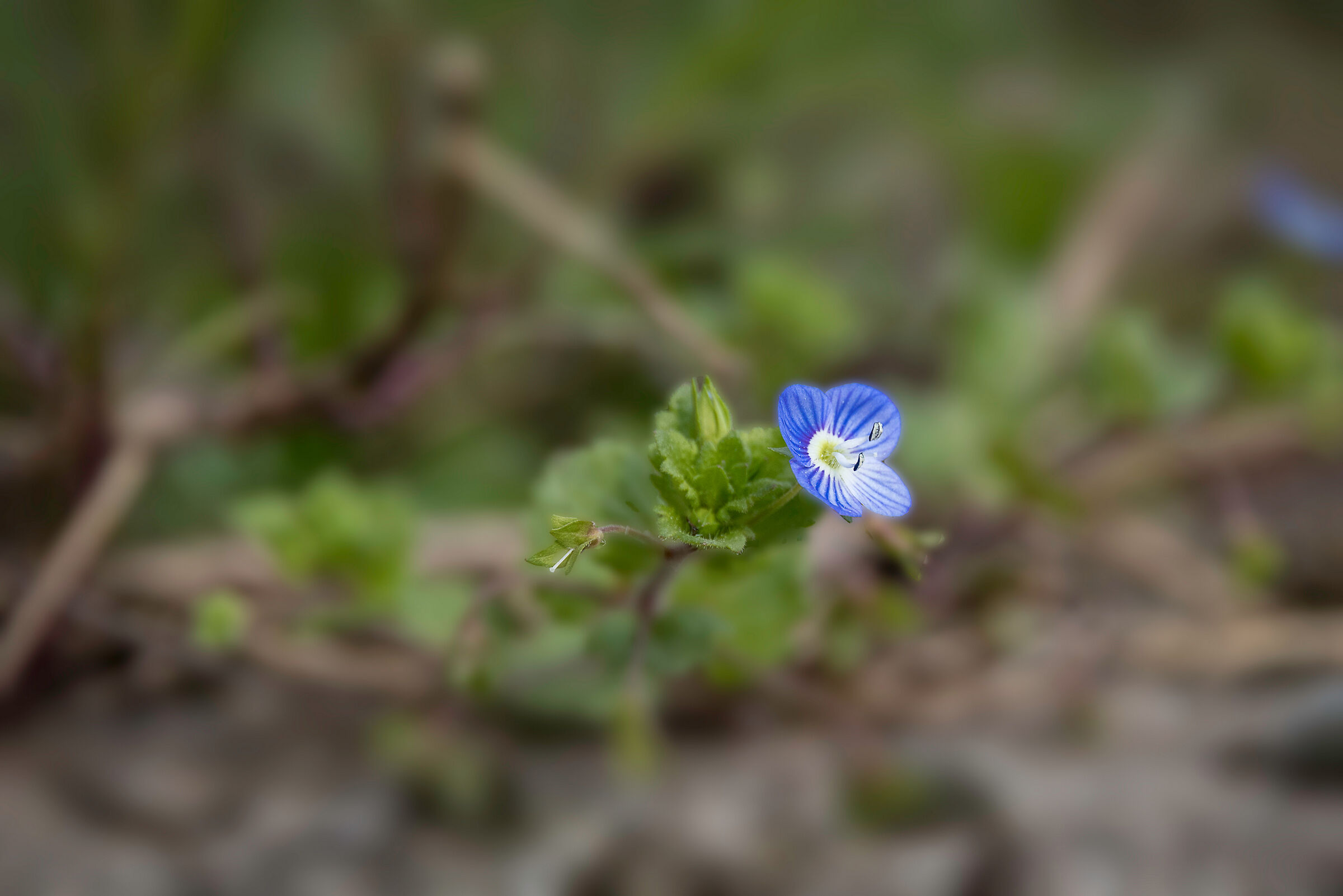 Common Veronica