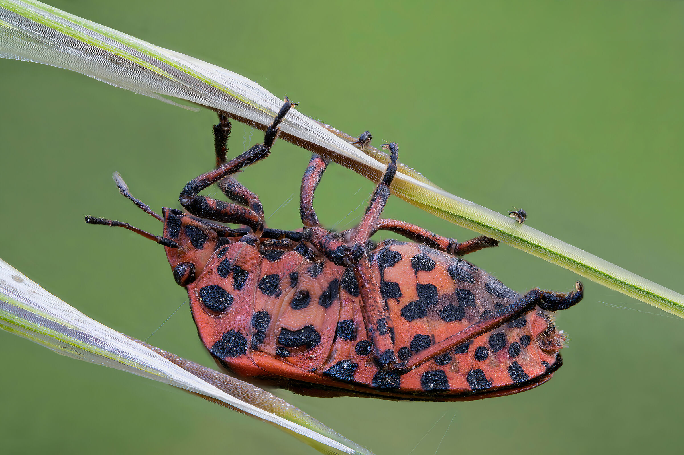 Stink bag, stink bag, does whatever a spider can