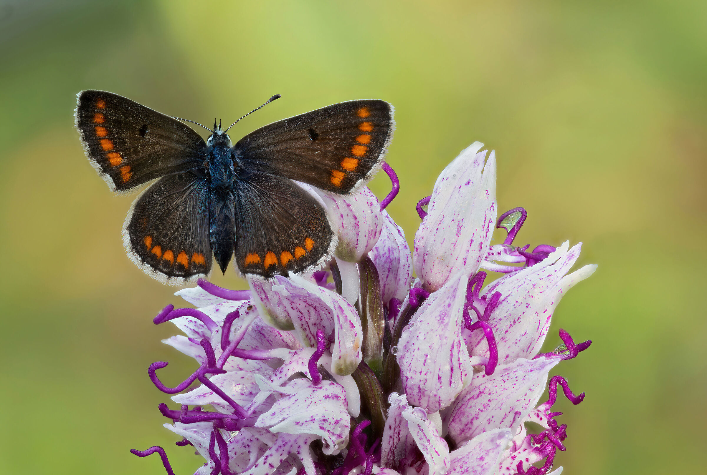 I'm Aricia, you're monkey