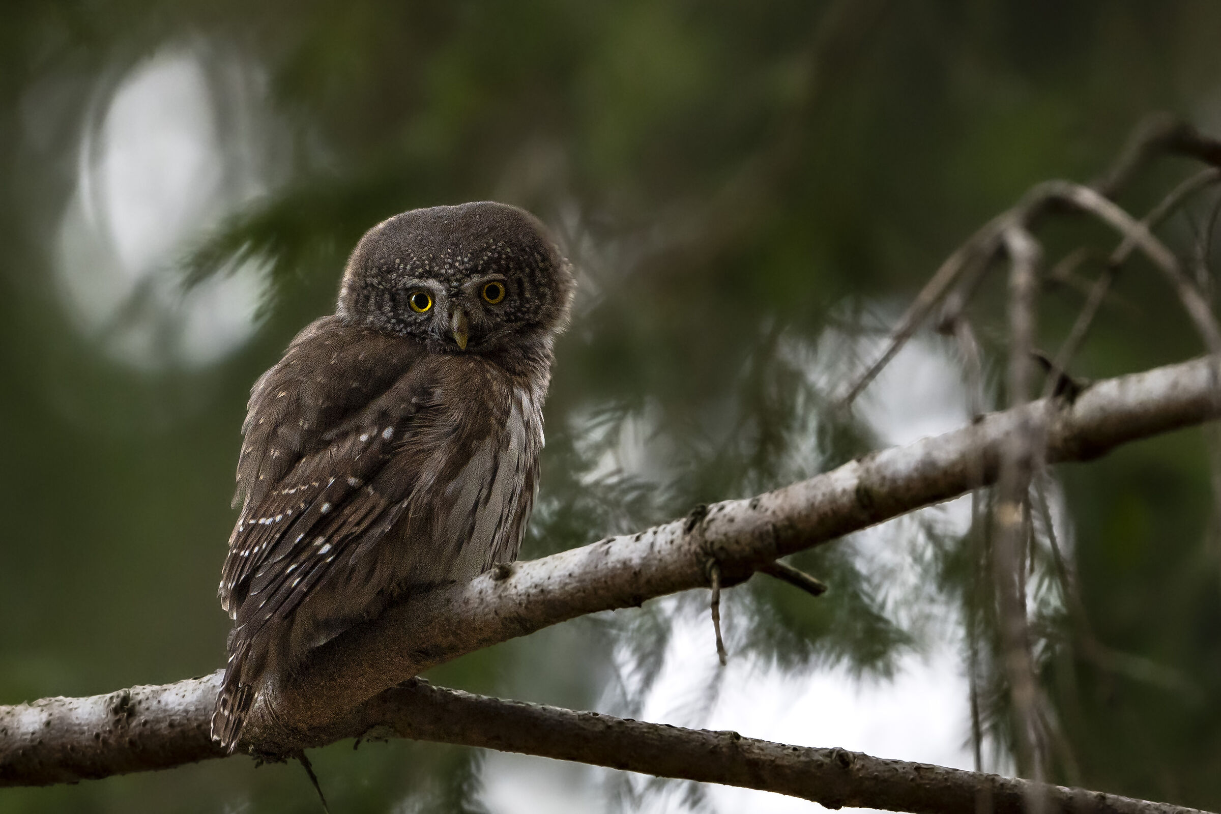 Dwarf owl