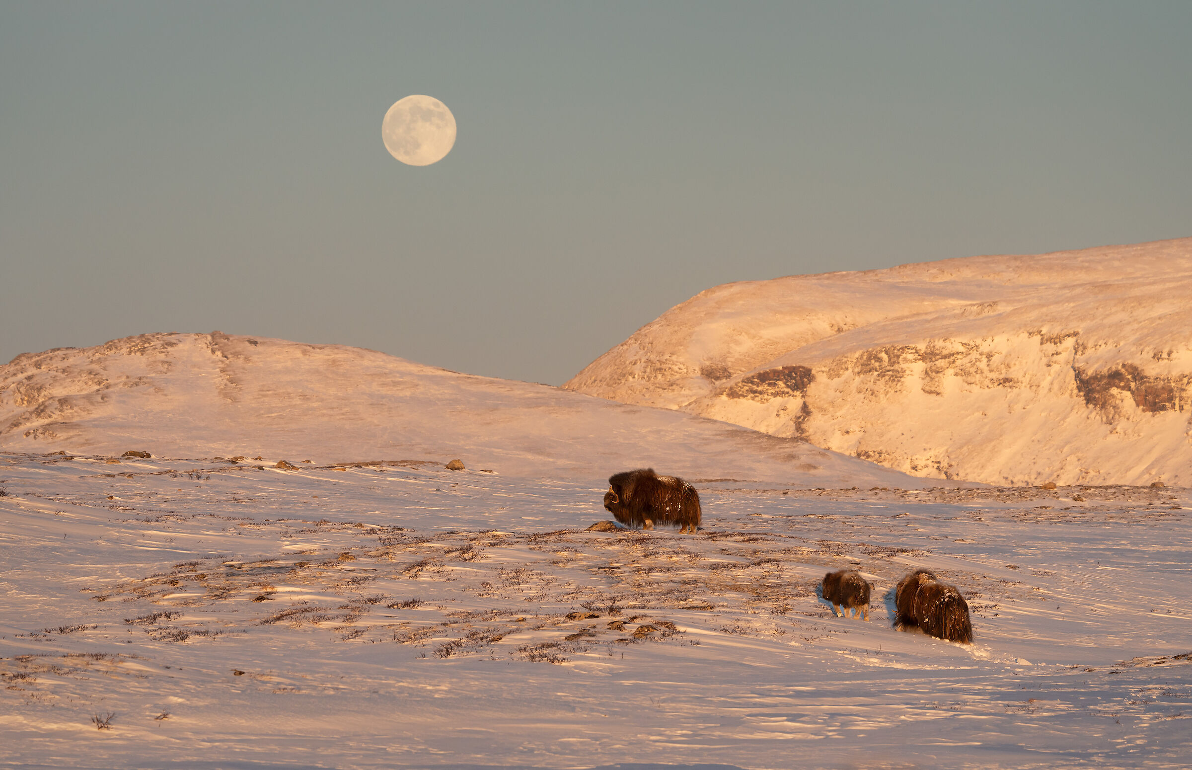 Musk oxen