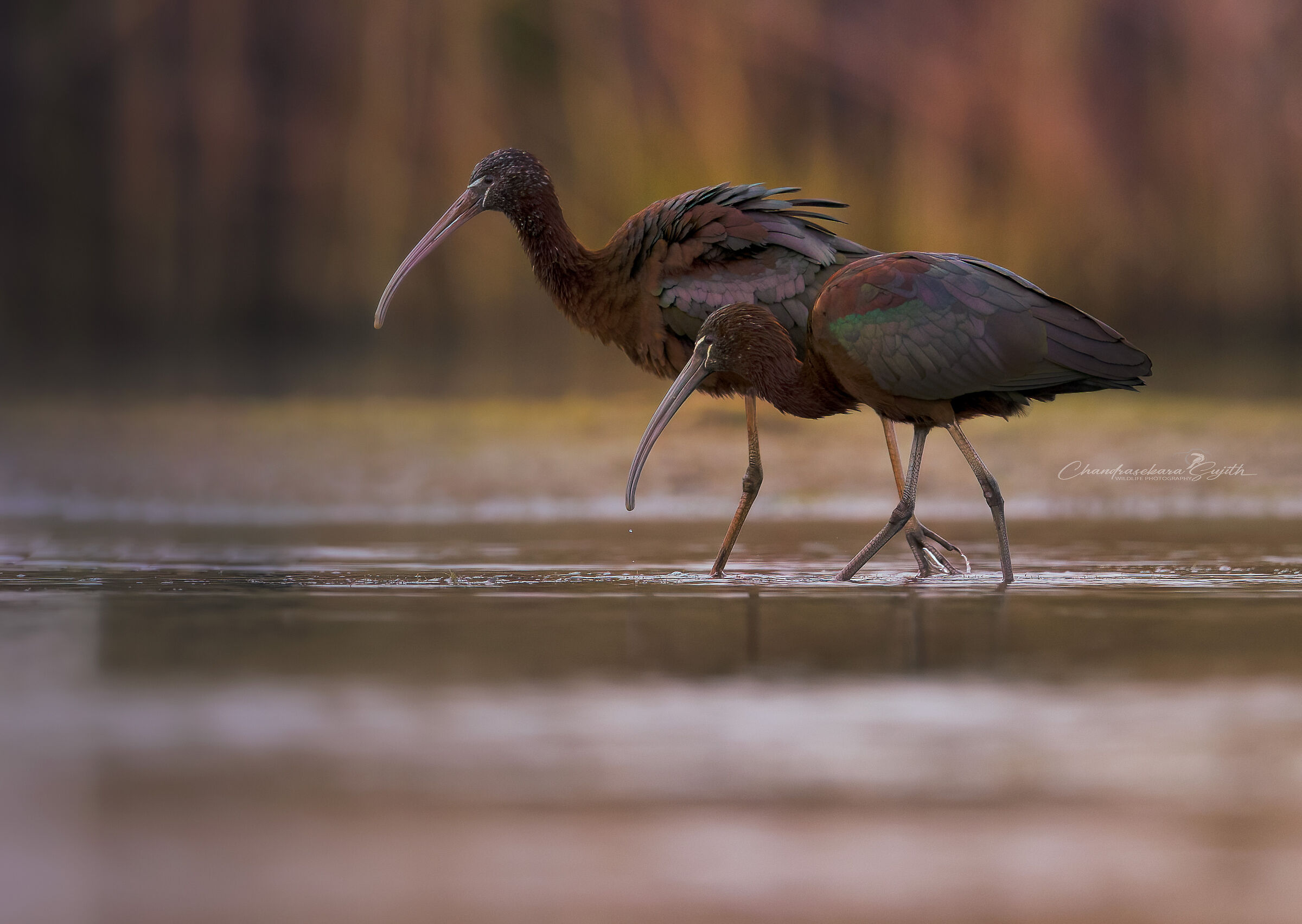 glossy ibis