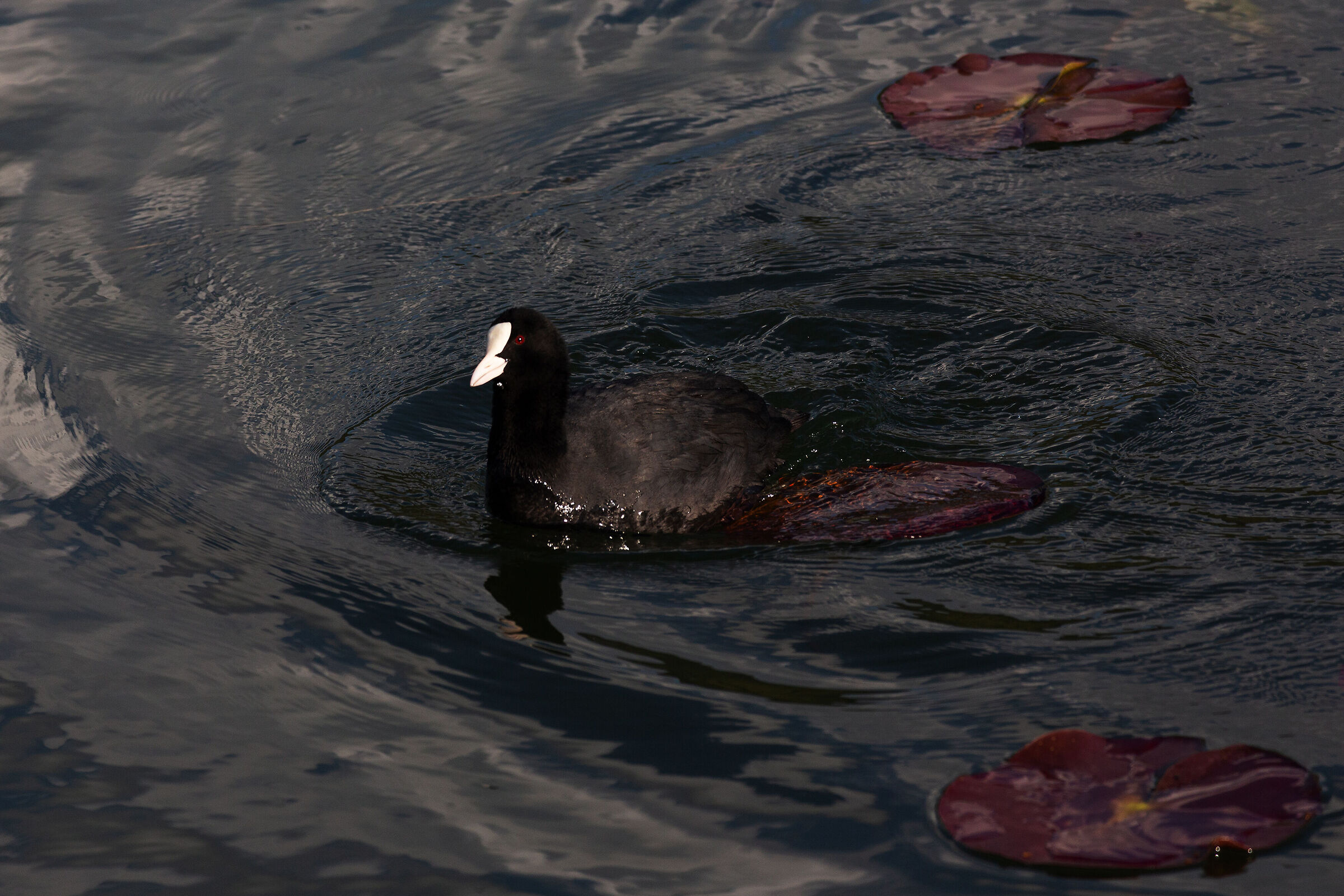 Slalom fra le foglie di loto