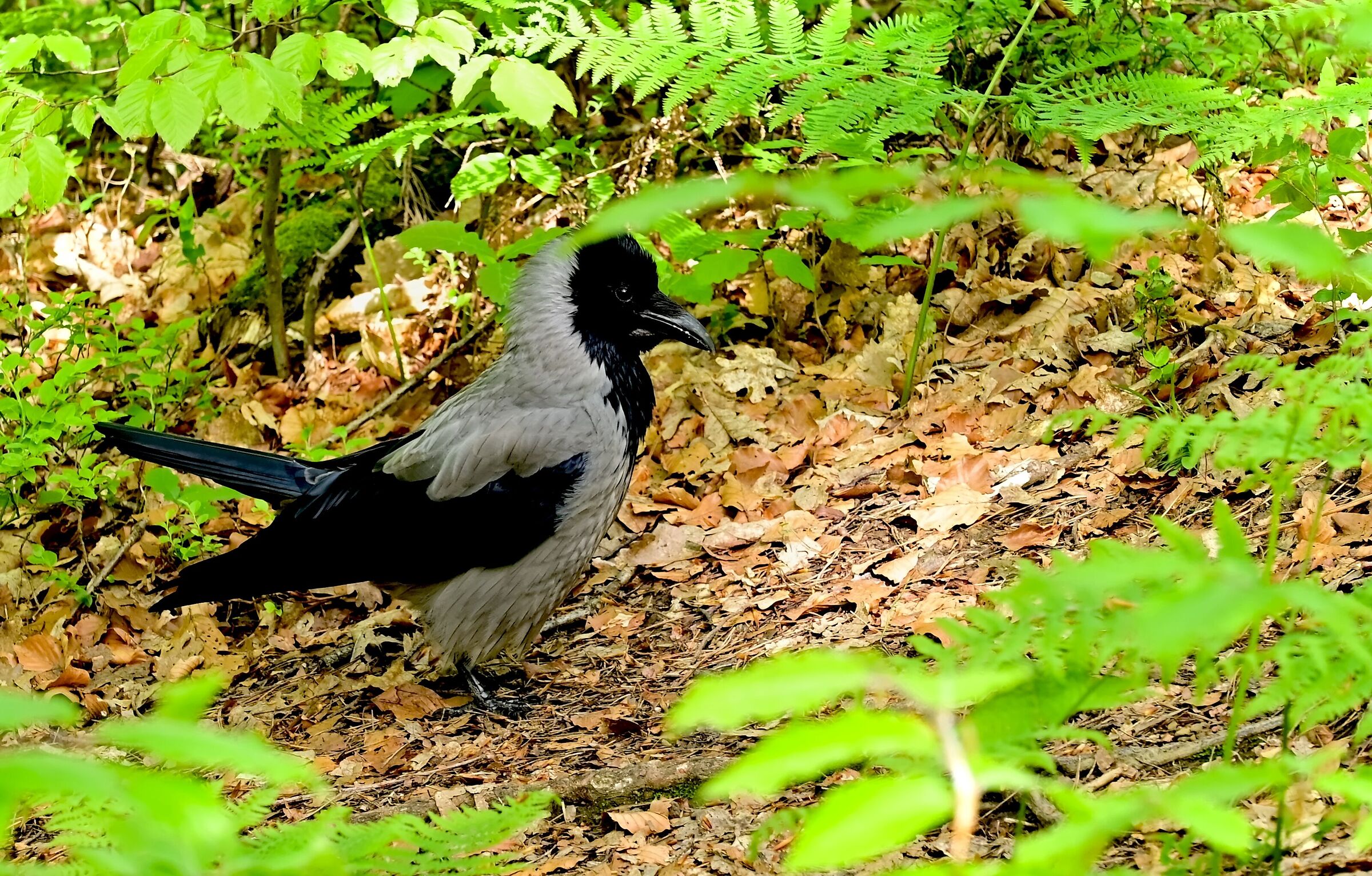 crow
