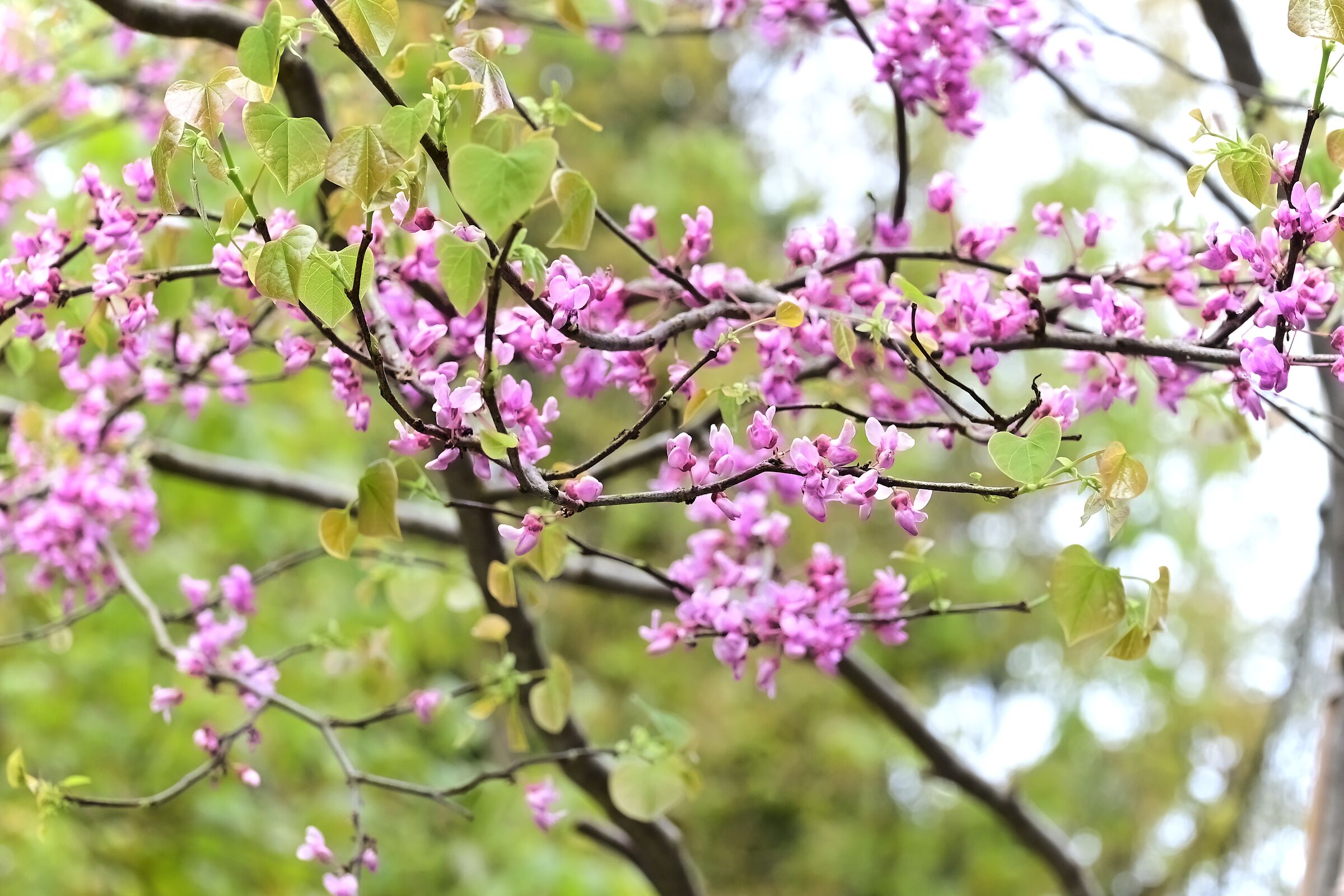 blossoming tree
