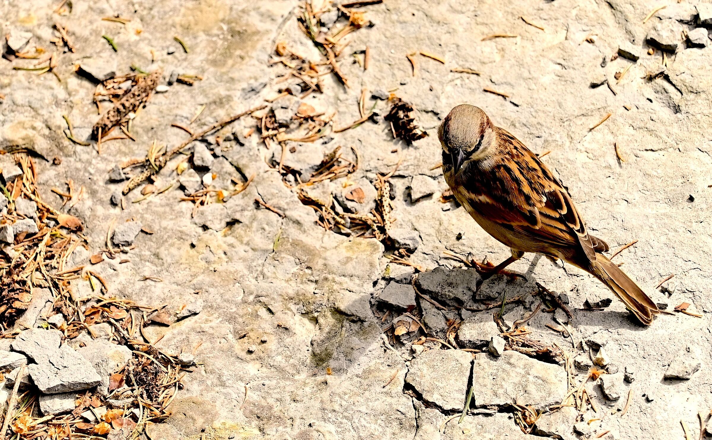 sparrow
