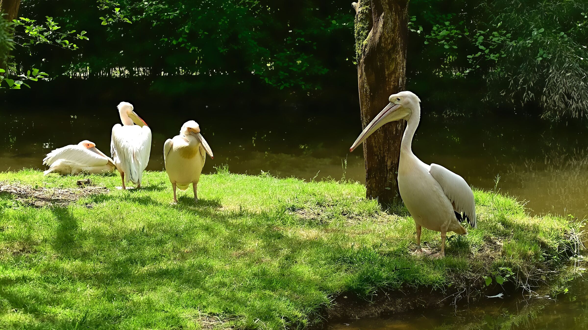 pelican