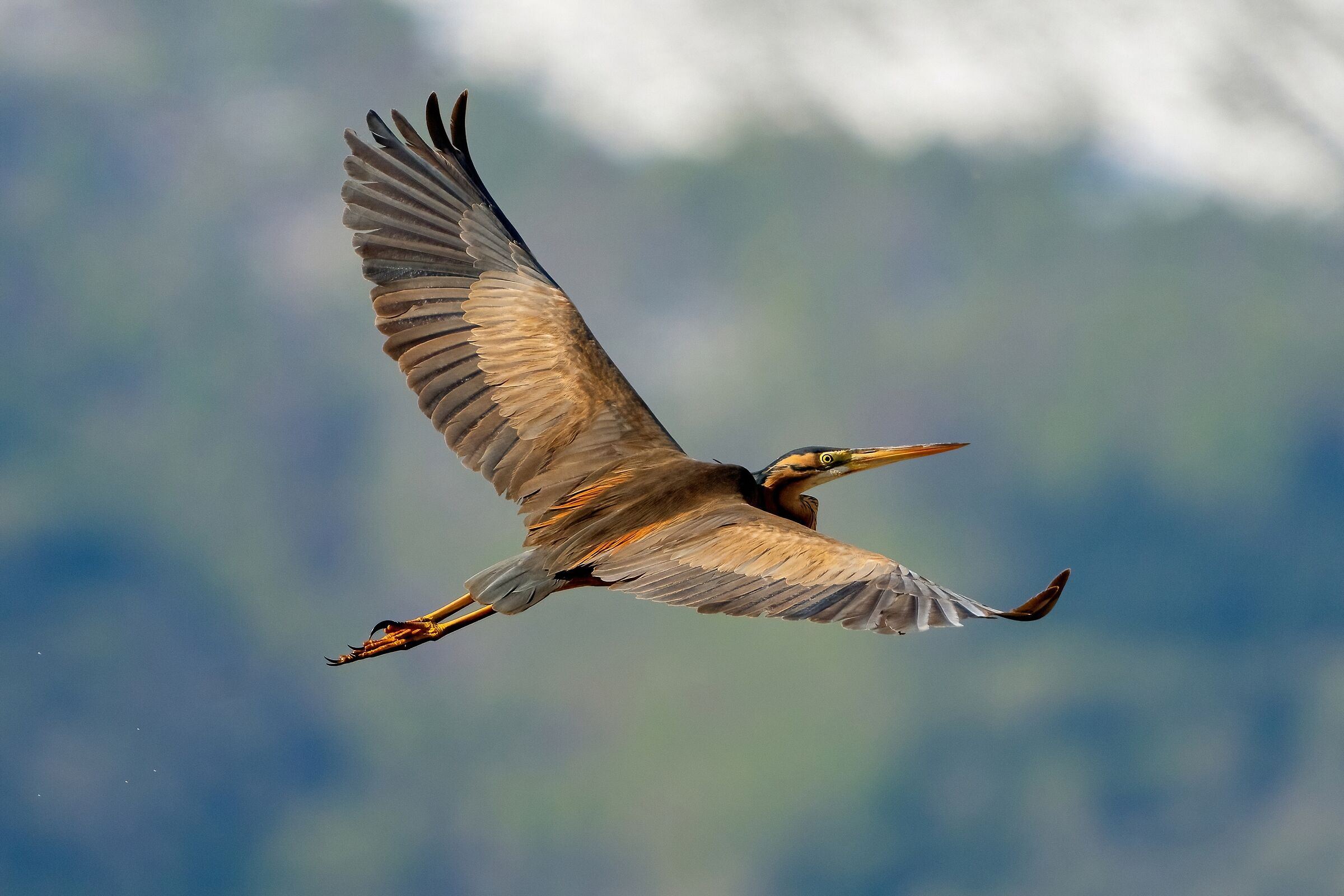 Purple Heron (Ardea purpurea)