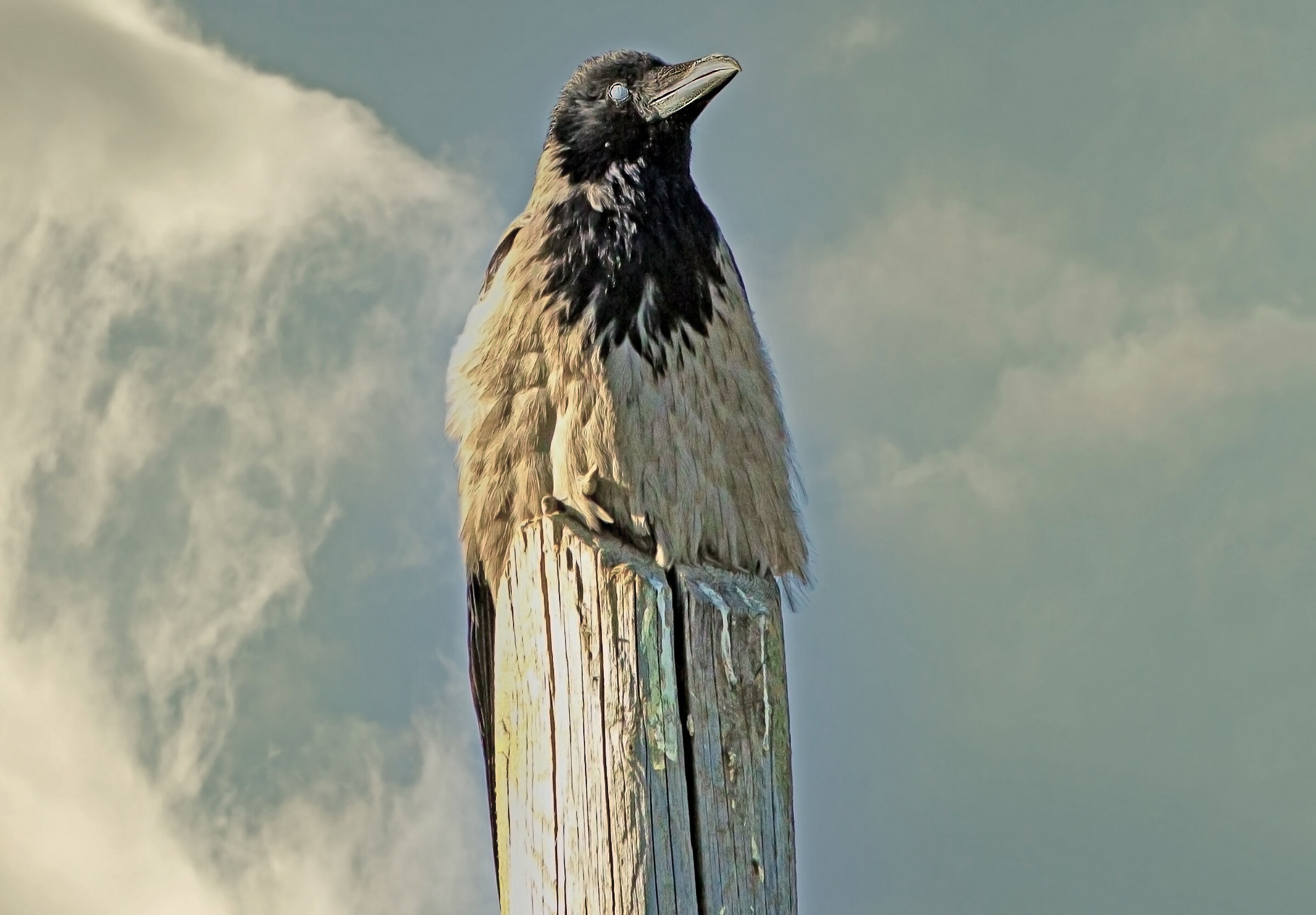 a me.. gli occhi.. !!!