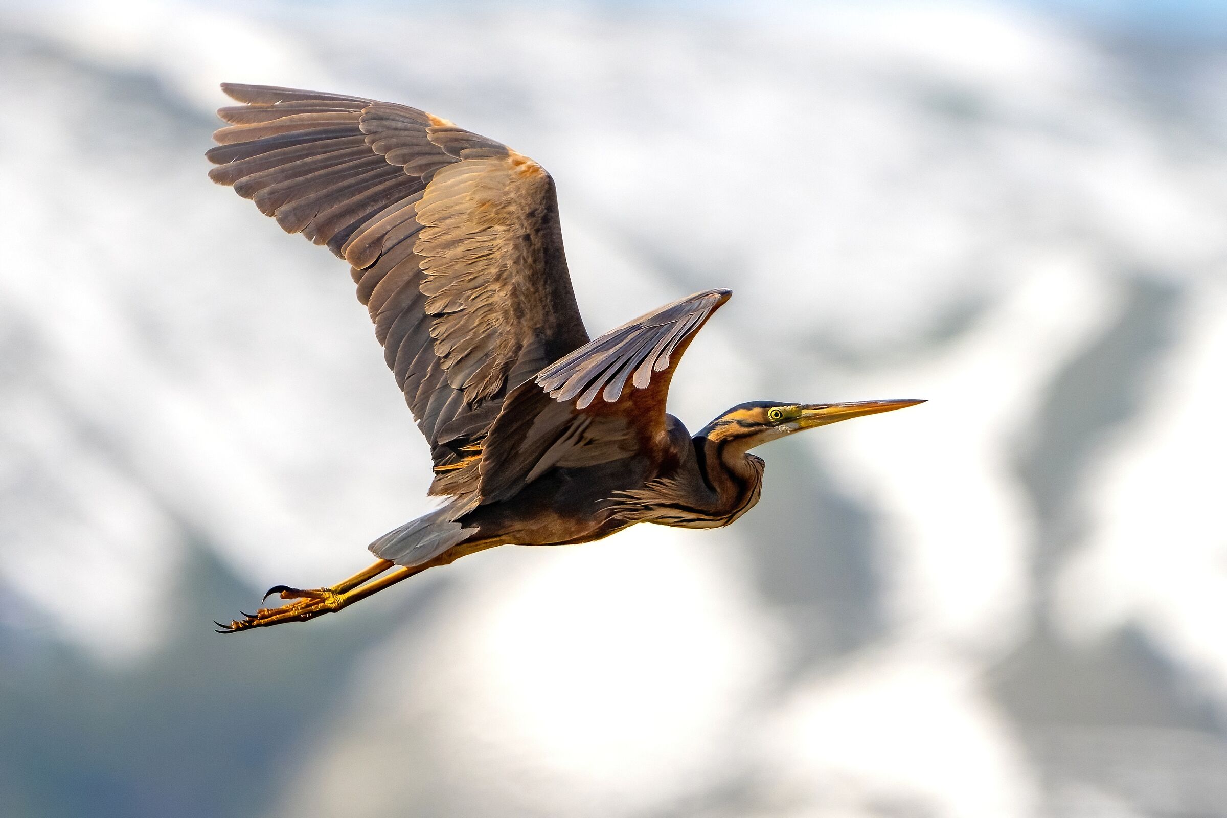 Purple Heron (Ardea purpurea)