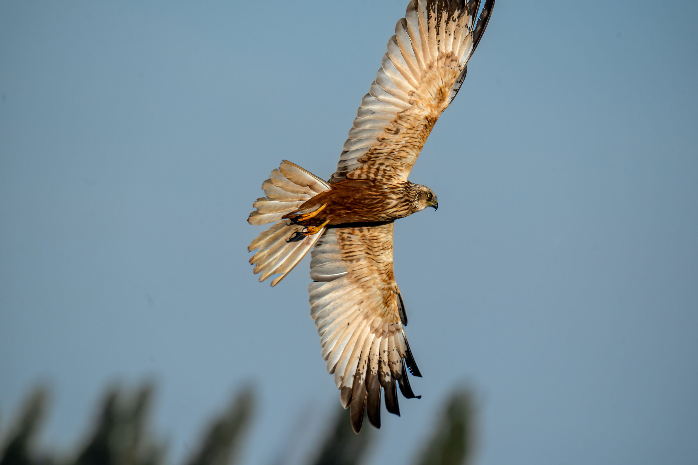 marsh harrier MALE