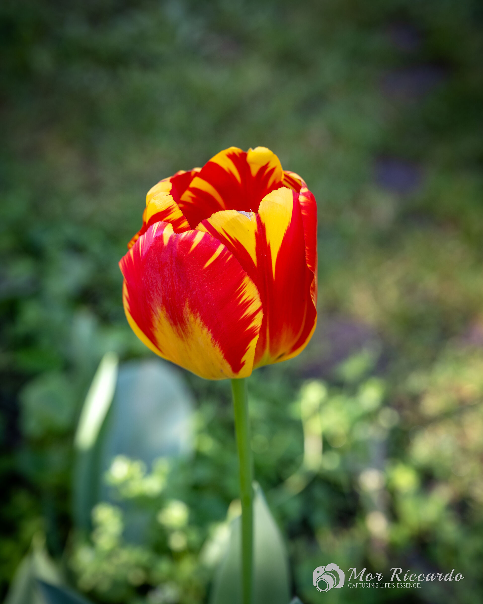 Tulipano