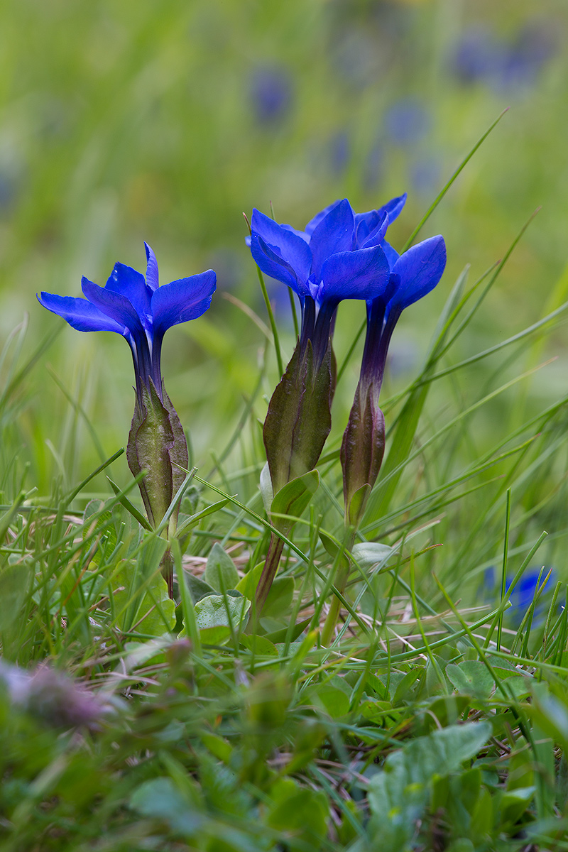 gentianellas