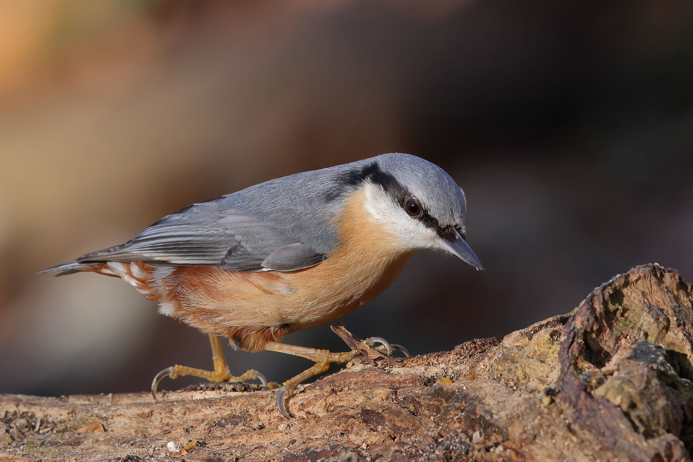 Wood nuthatch