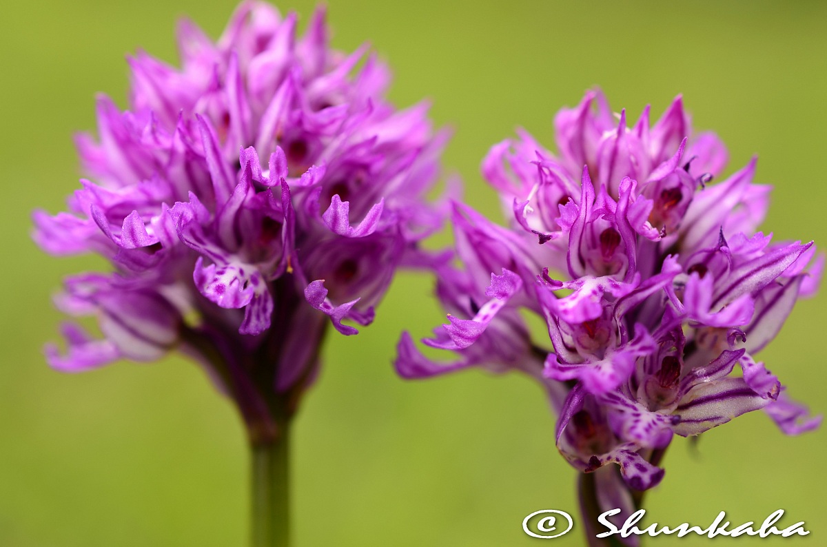 Orchis tridentata - Orchid mottled