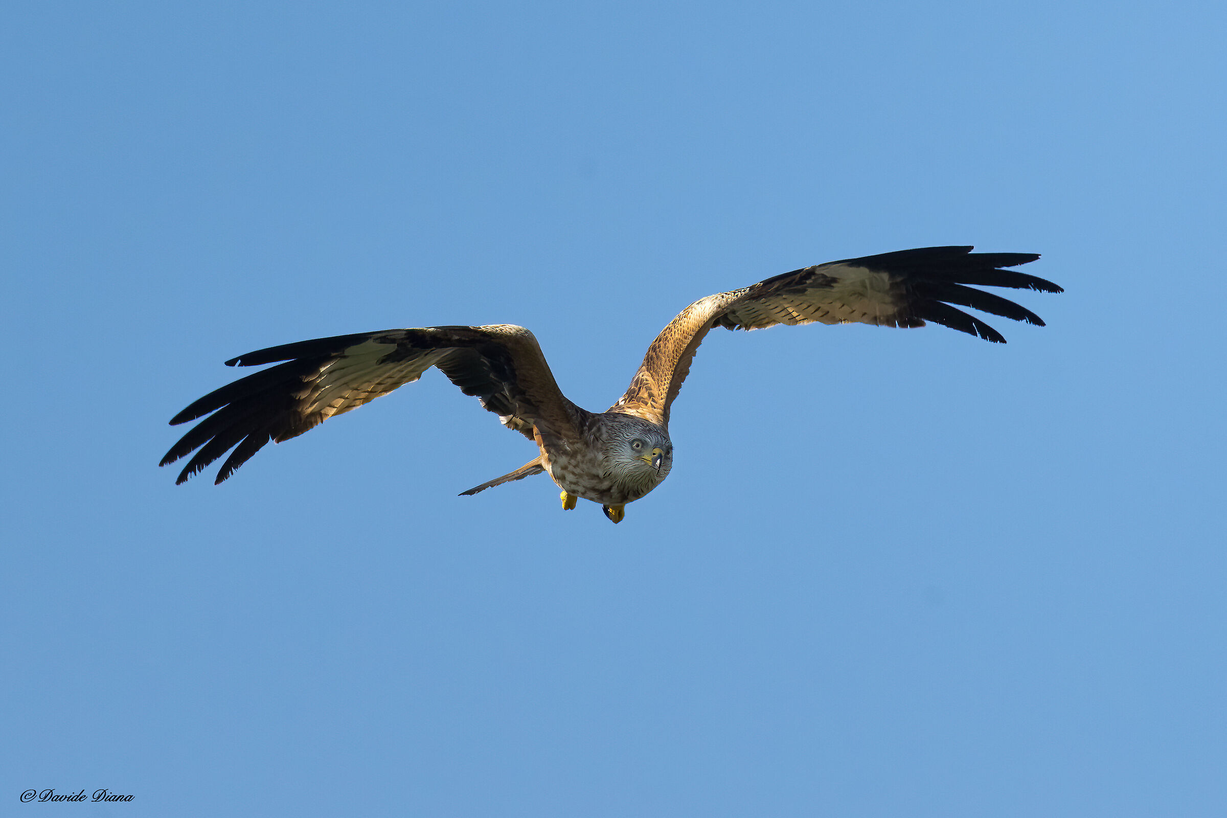 Red kite