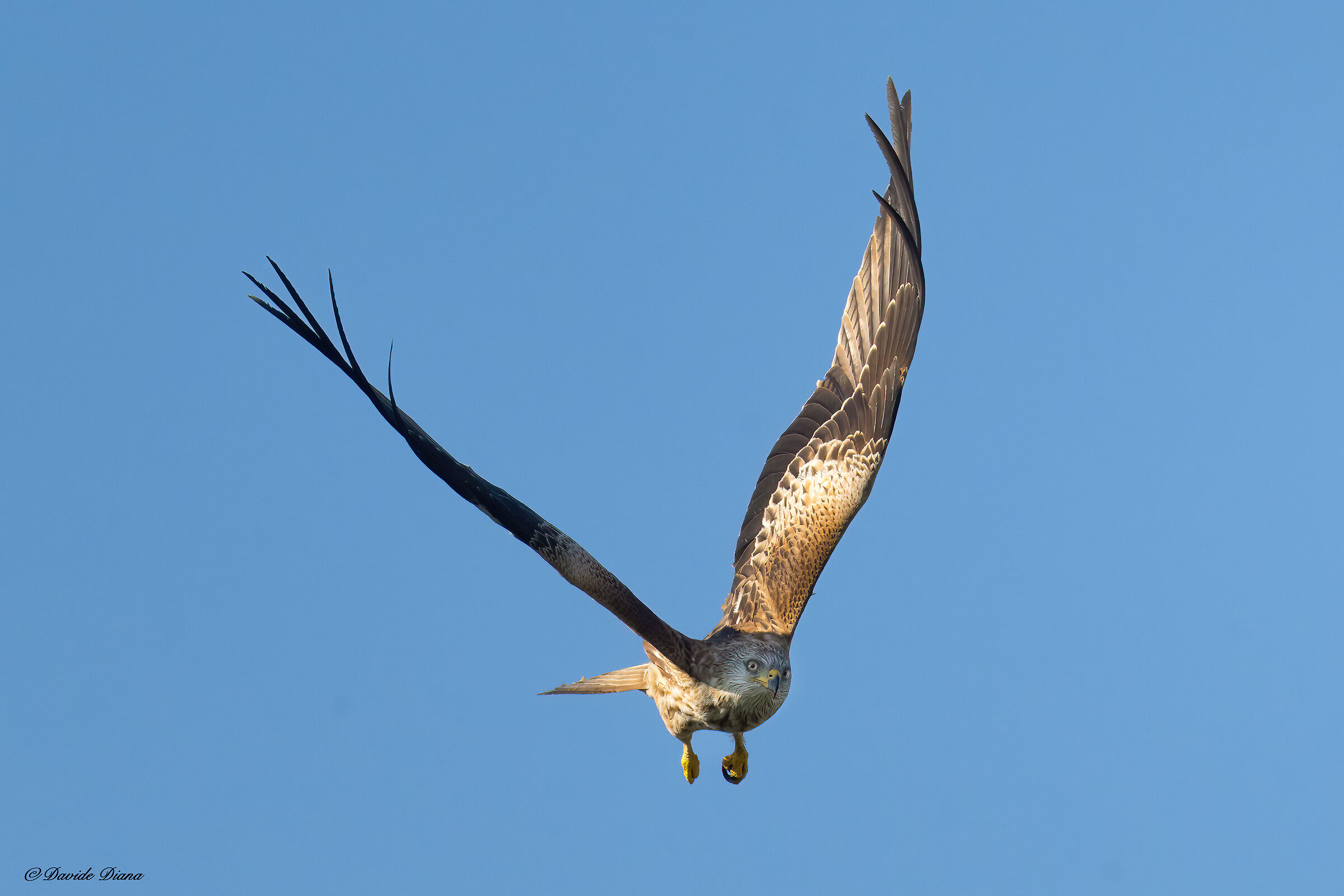 Red kite