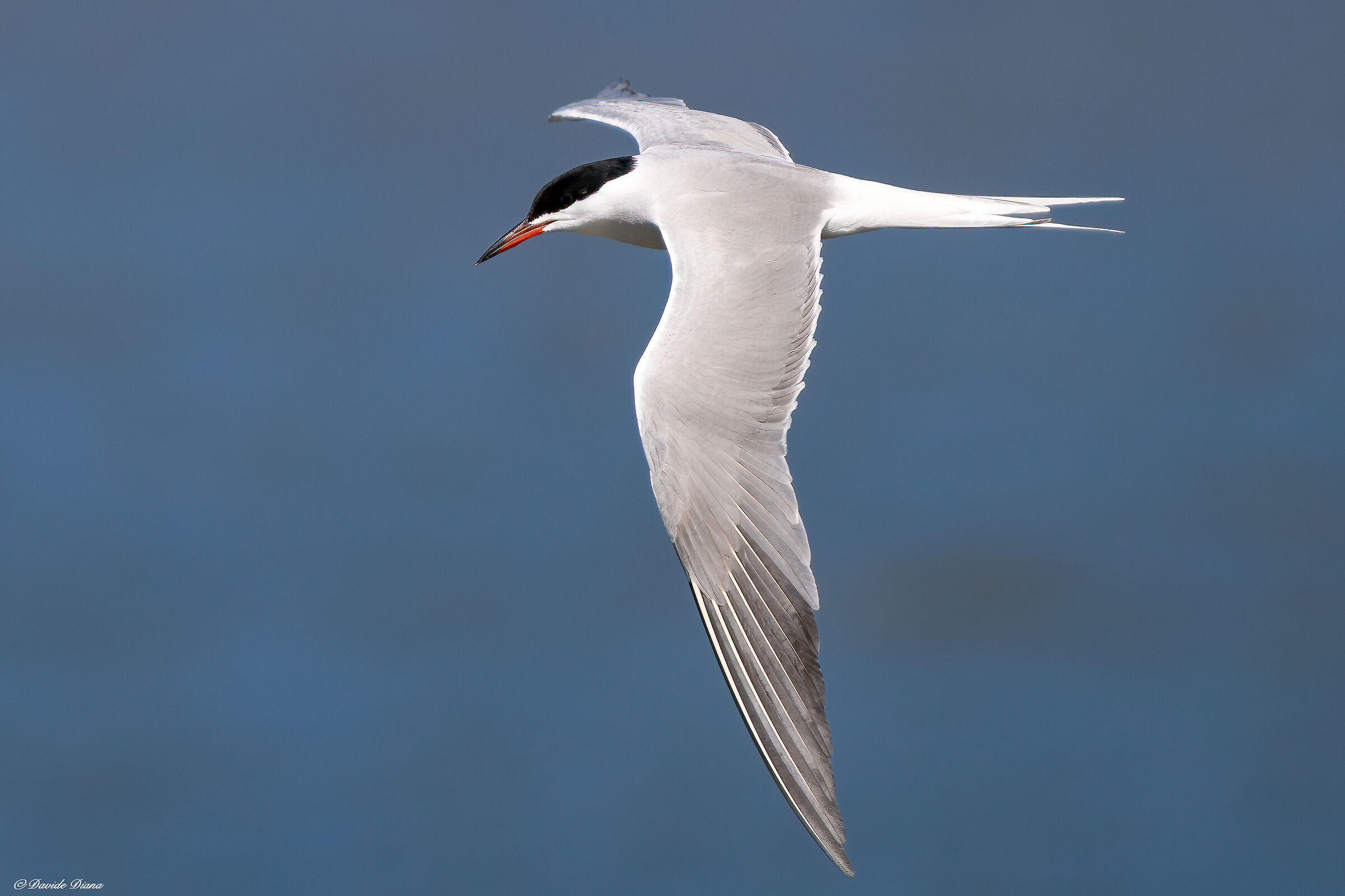 Tern