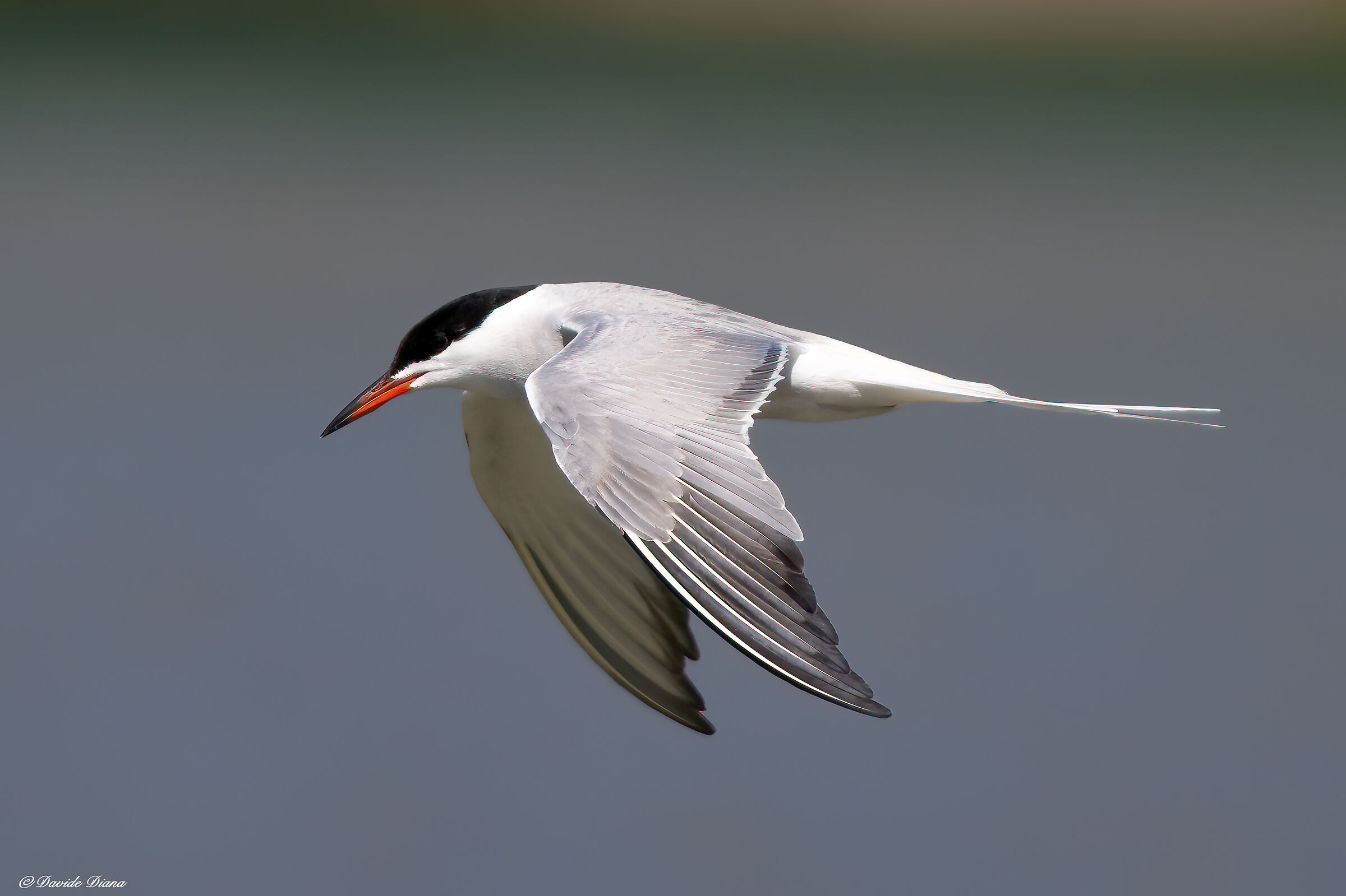 Tern
