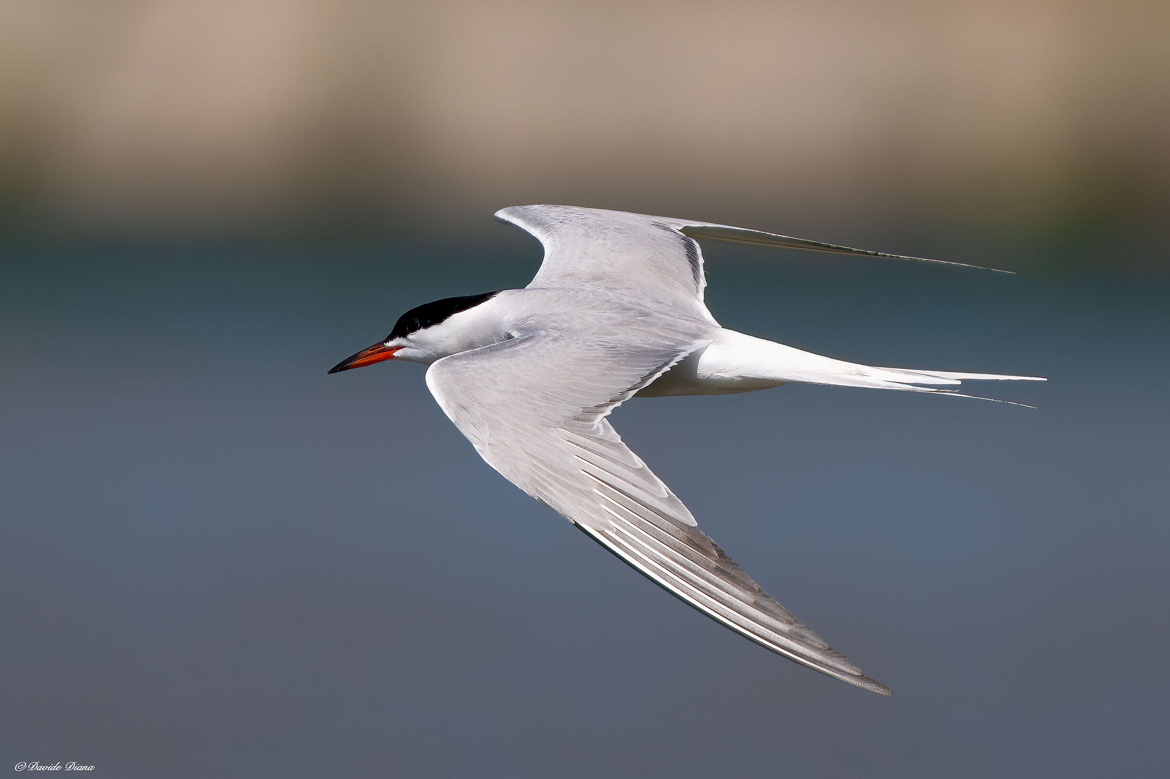 Tern