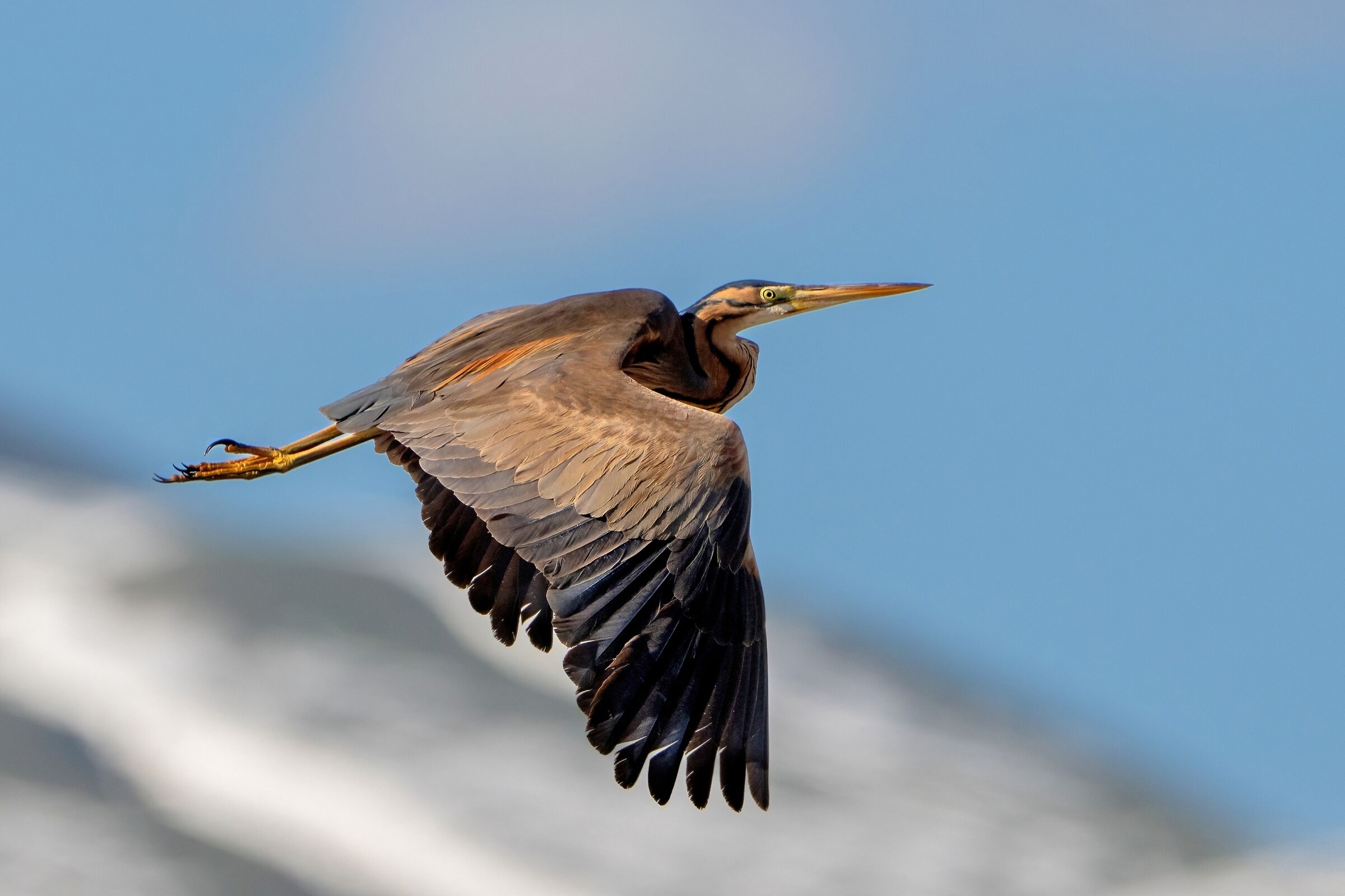 Airone rosso (Ardea purpurea)