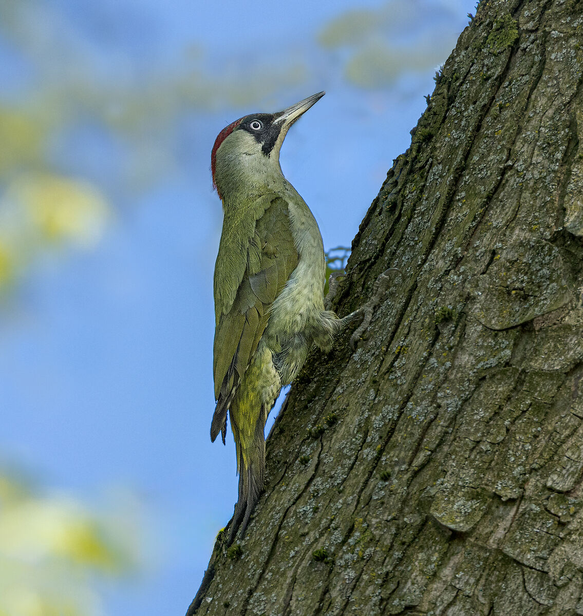 Green woodpecker waiting to enter the nest