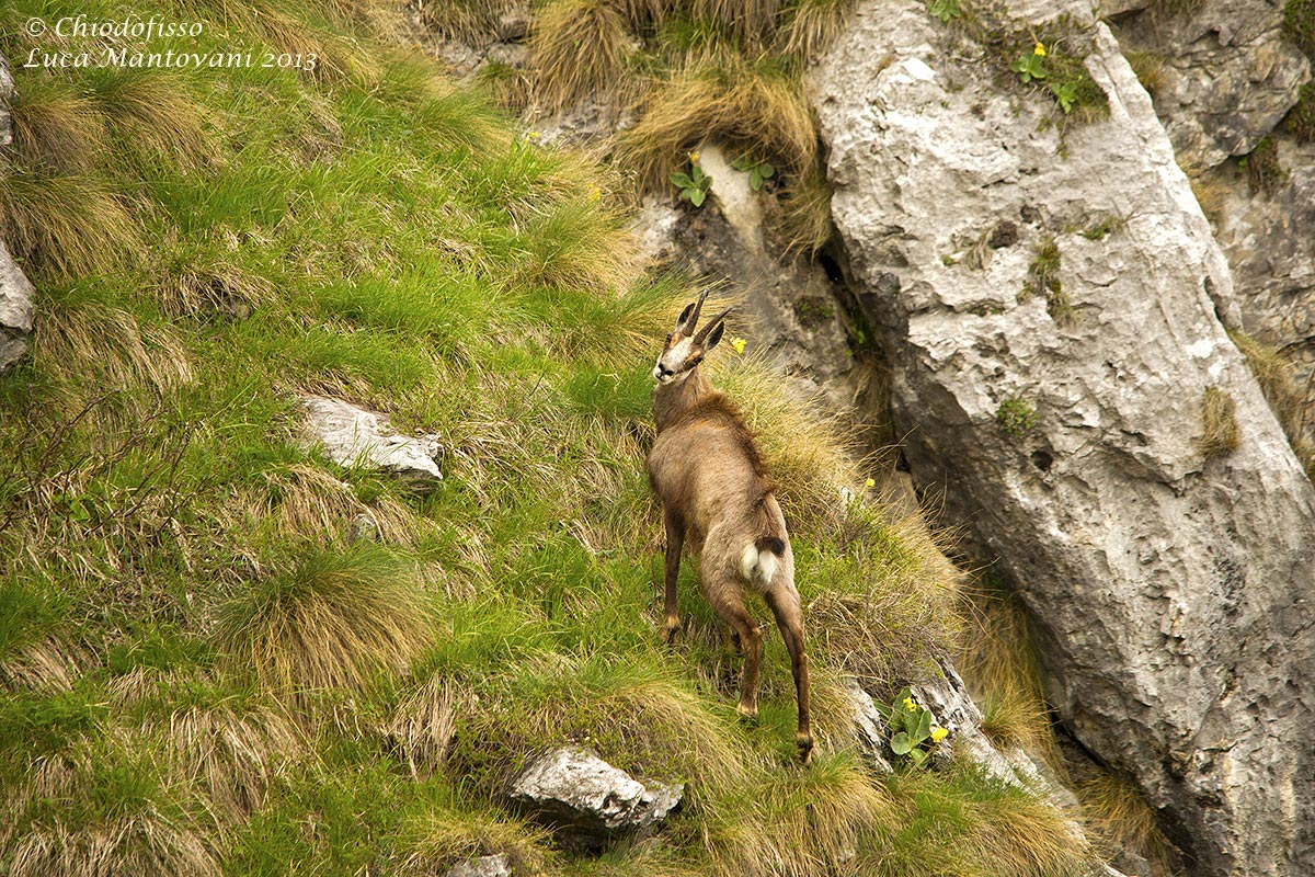 Camoscio sulle Grigne