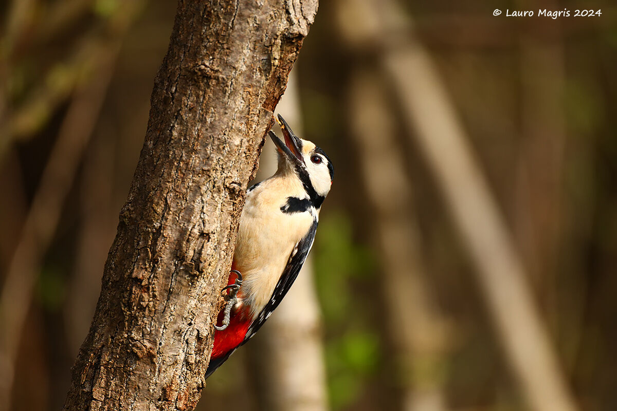 Che becco grande che hai