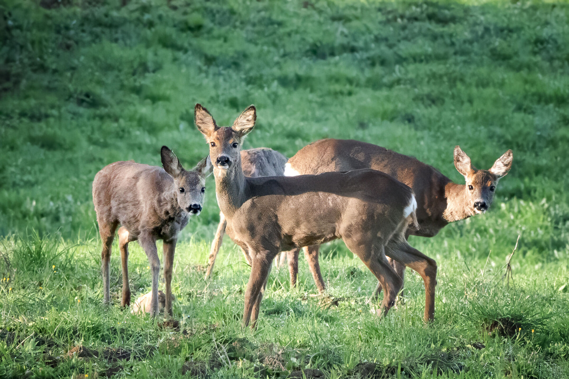 Deer Family