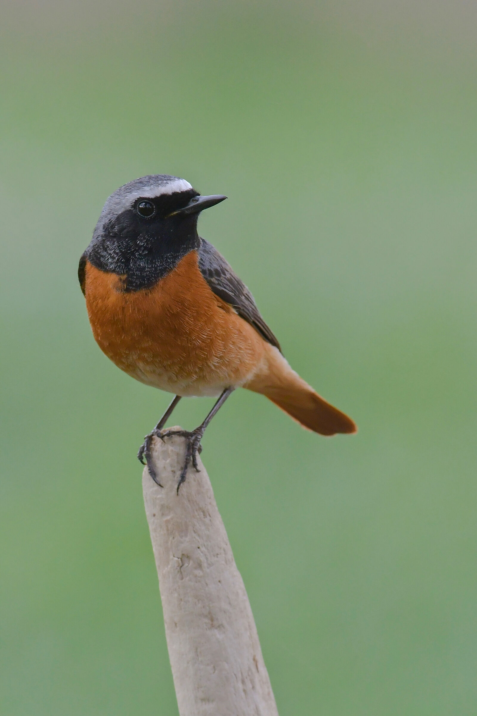 Redstart on the vertical