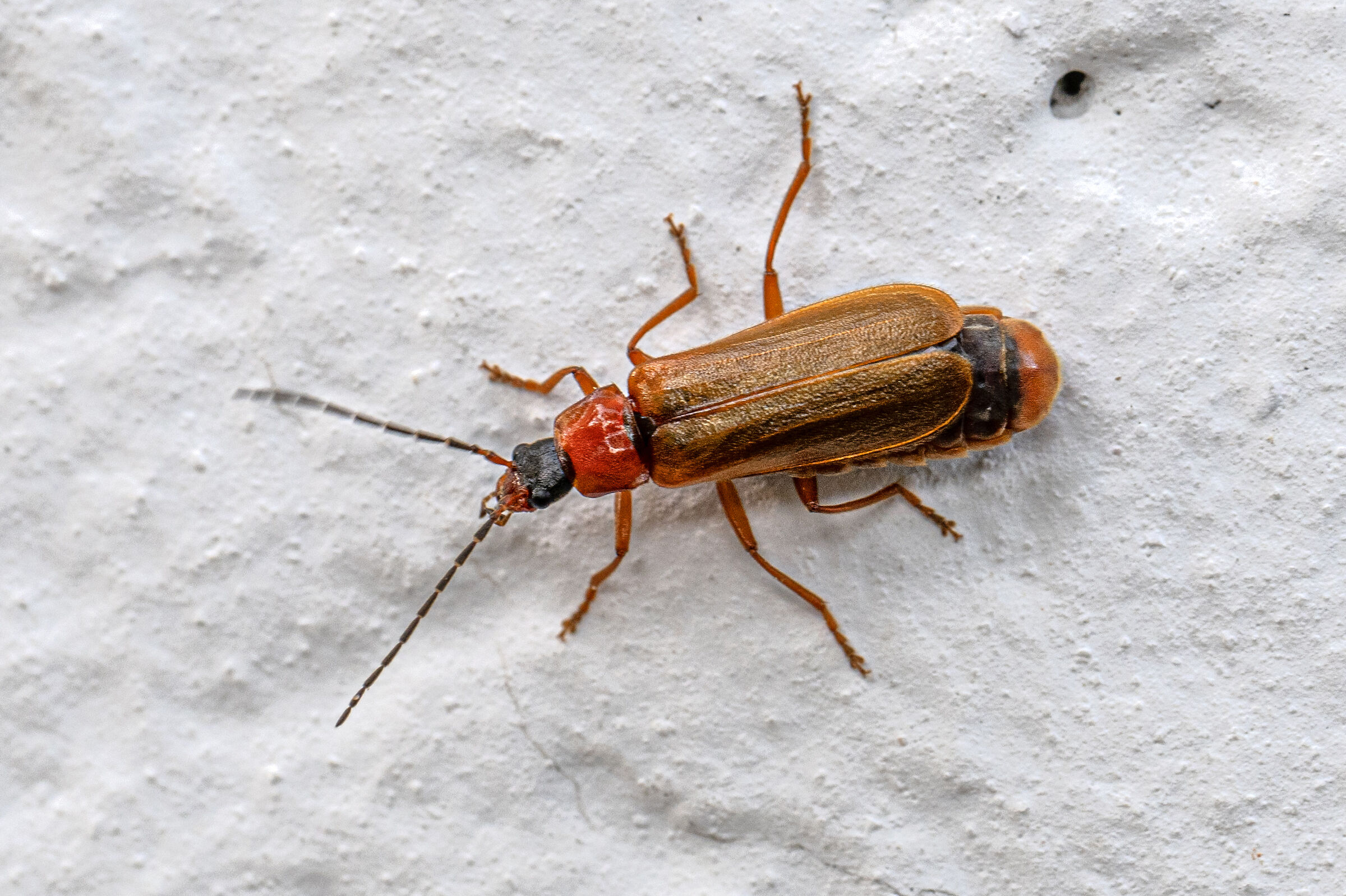 Rhagonycha fulva