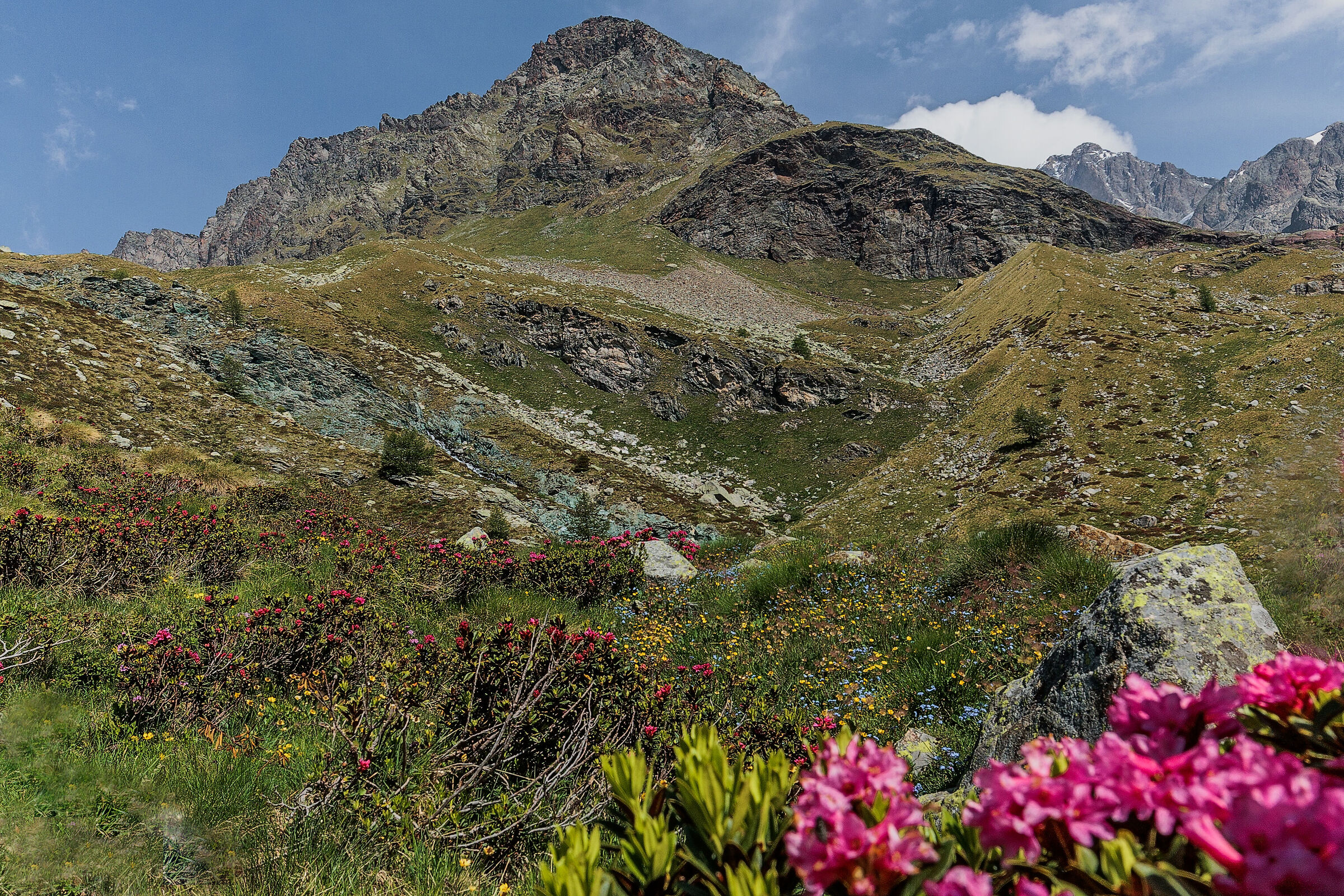 Valmalenco e rododendro