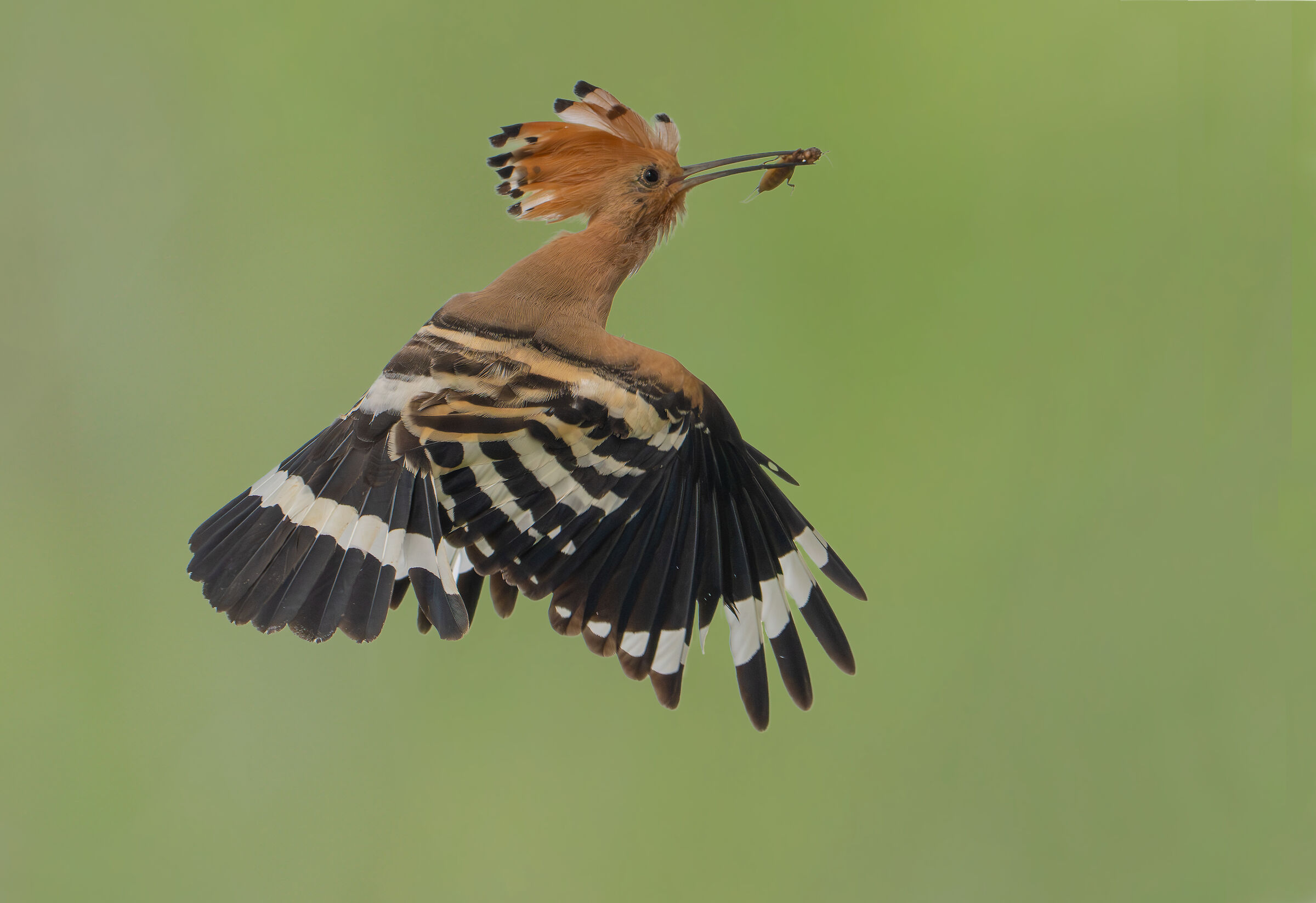 corezione upupa in volo