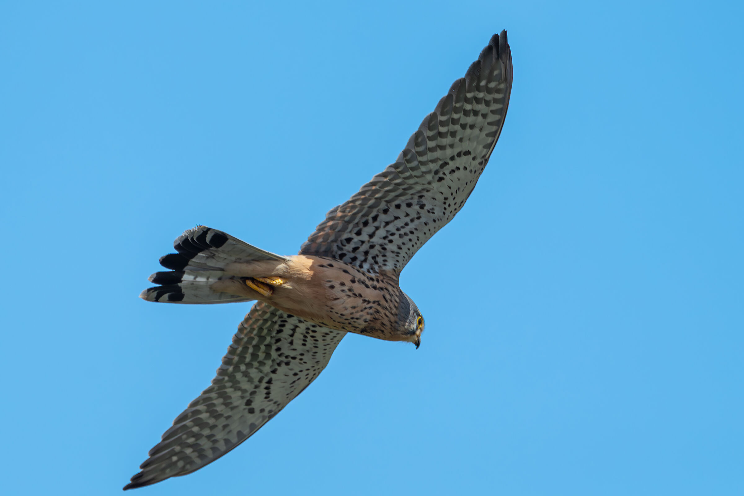 Kestrel