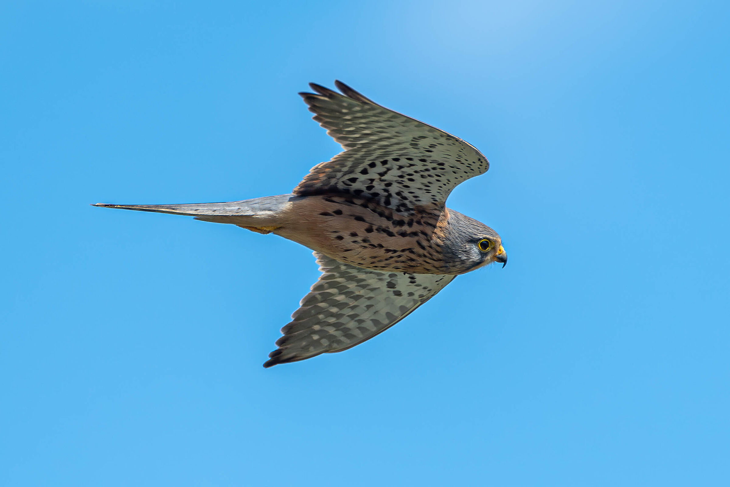 Kestrel