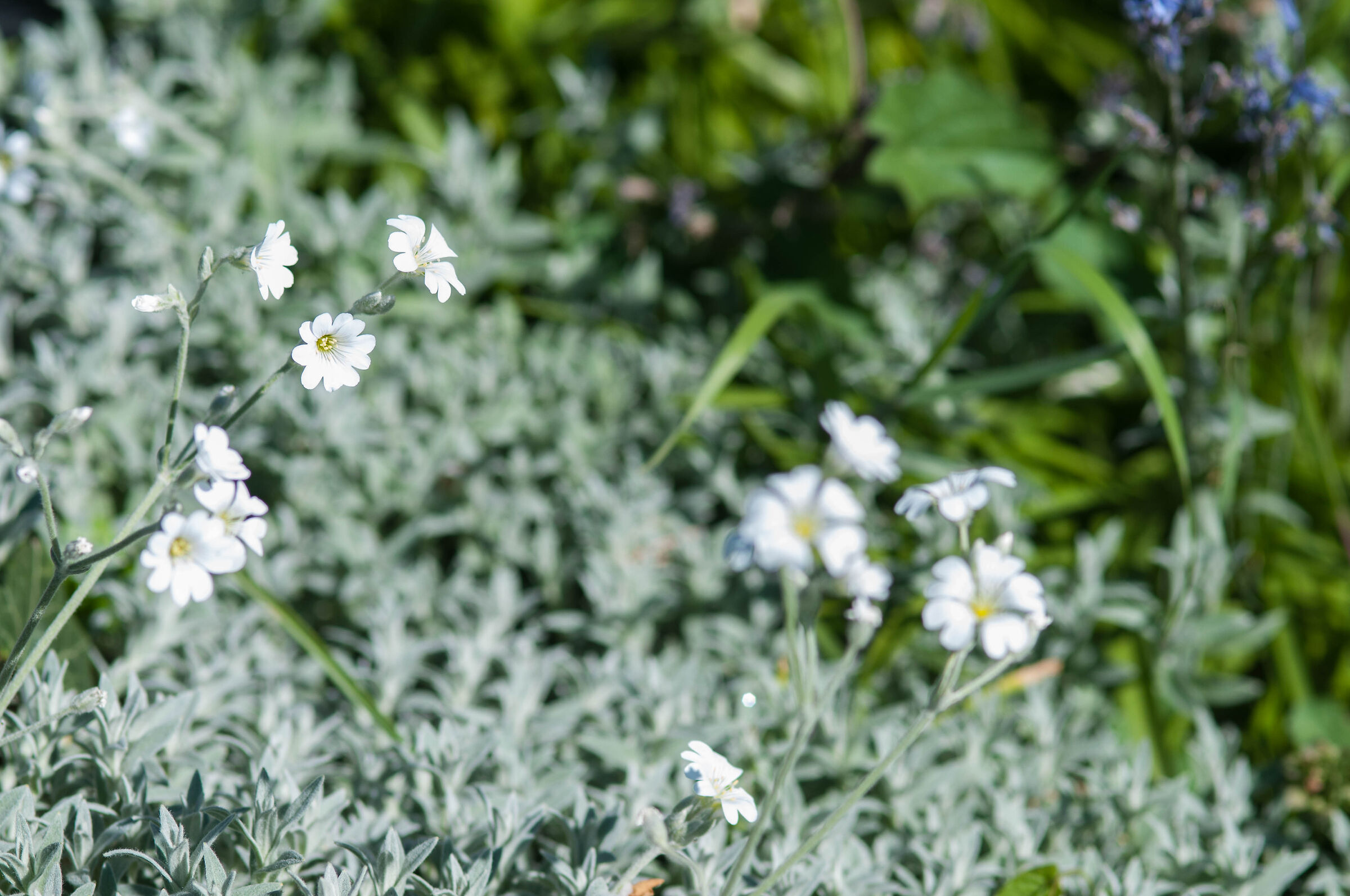 Cerastium tomentosum