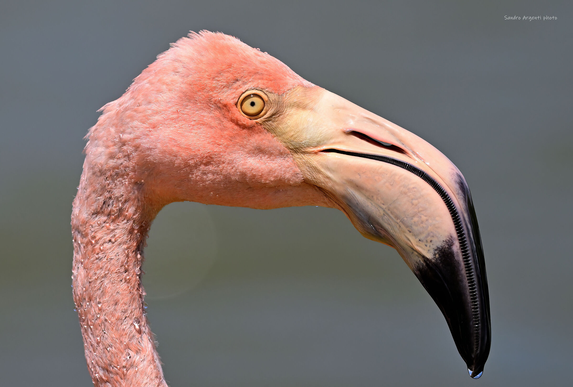 Occhio e della "cerniera" sul becco...