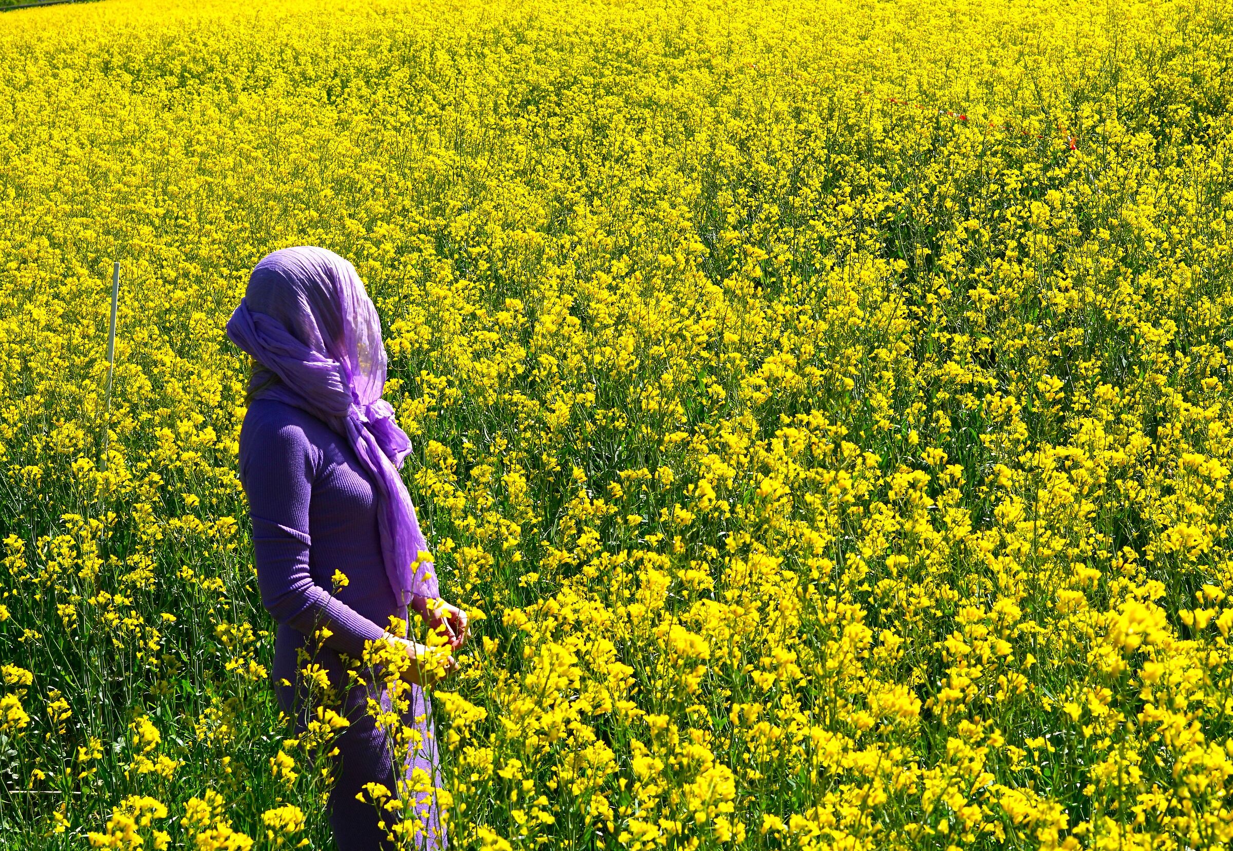 giallo e viola