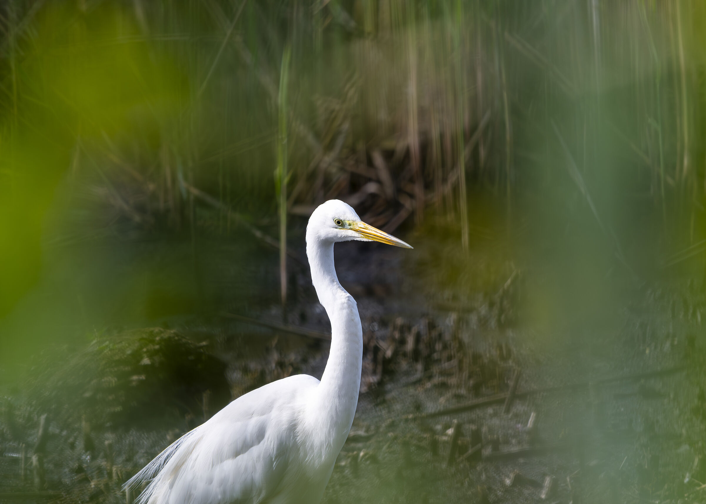 Ardea alba