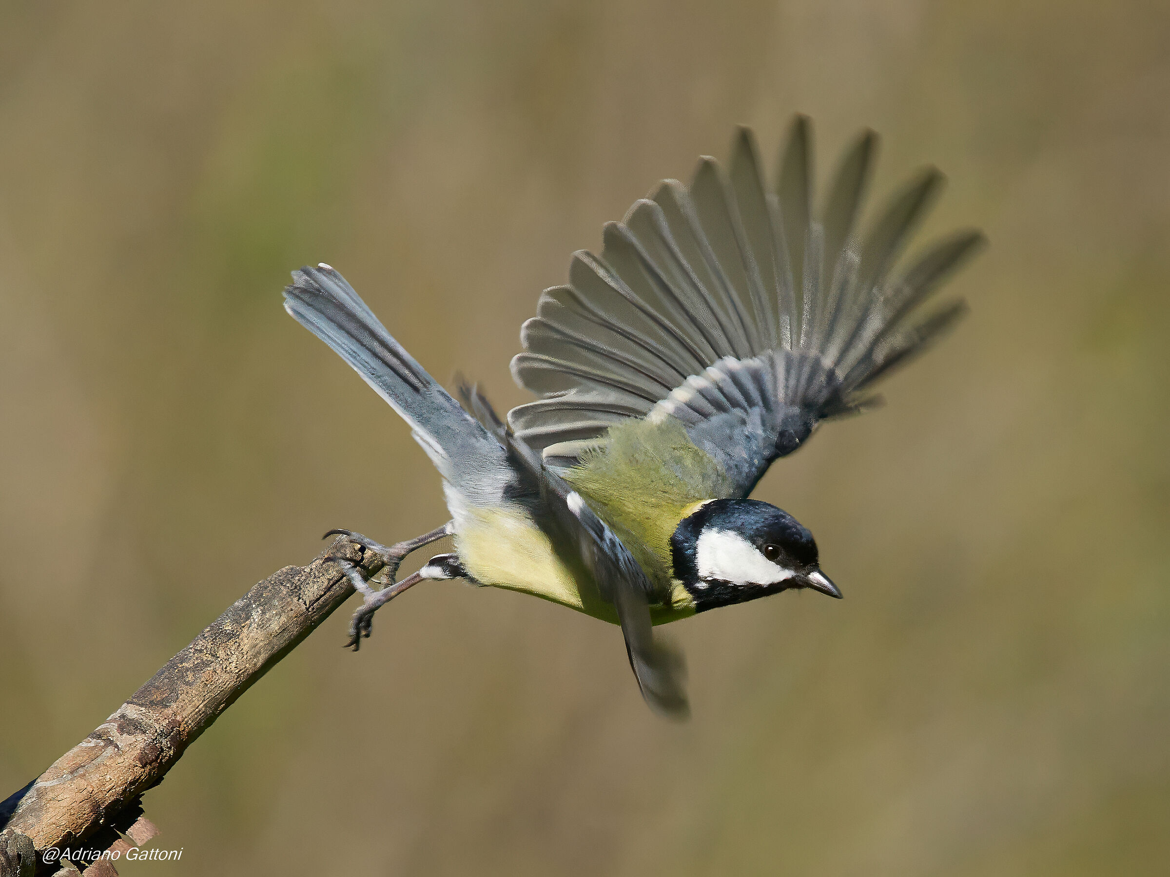 Cinciallegra in volo
