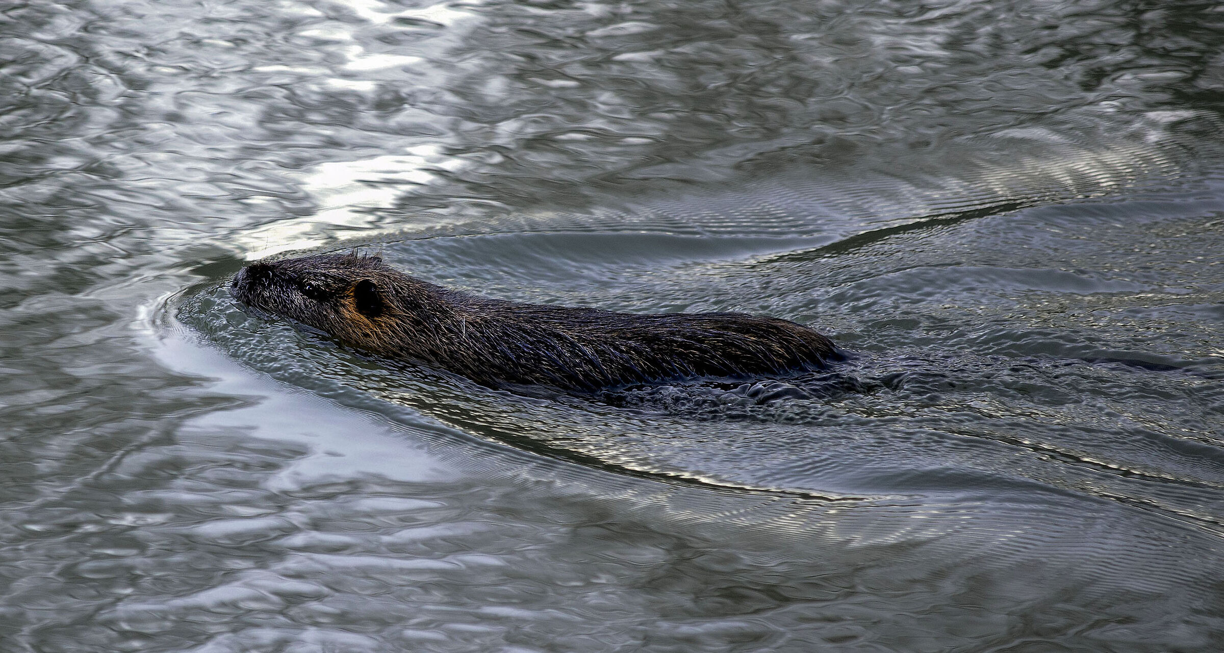 Nutria nel Tevere